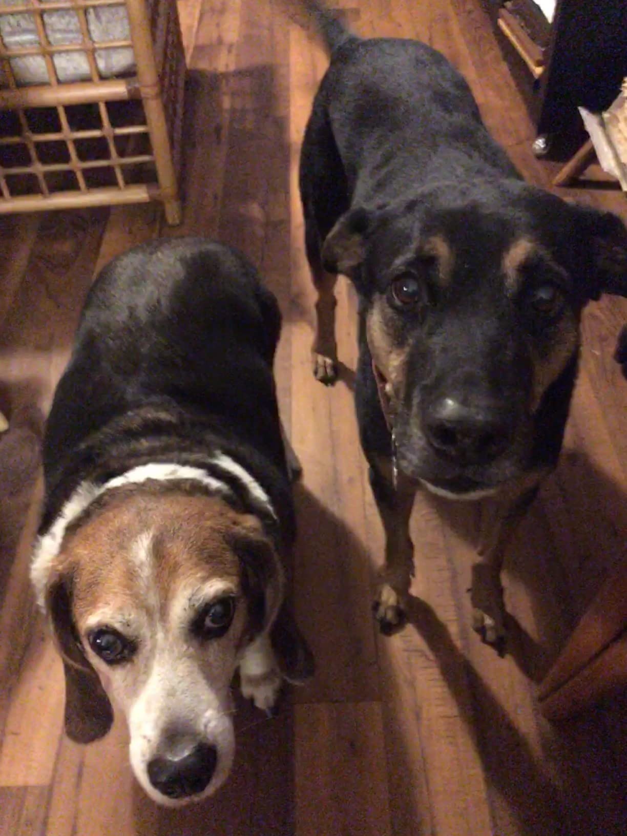 PetSafe Happy Ride Folding Dog Ramp - SUV Compatible Lightweight Pet Ramp with High Traction Walking Surface - Joint Strain Protection - Secure Foldable Design for Compact Storage customer photo 1