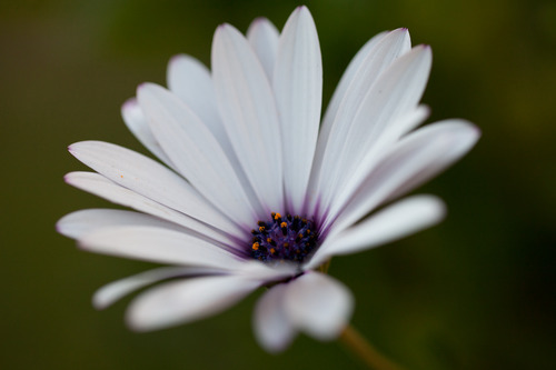 Canon EF 100mm f/2.8L Is USM Macro Lens for Canon Digital SLR Cameras, Lens Only, Black customer photo 1