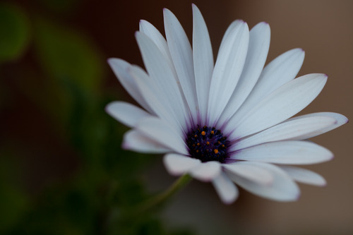 Canon EF 100mm f/2.8L Is USM Macro Lens for Canon Digital SLR Cameras, Lens Only, Black customer photo 2