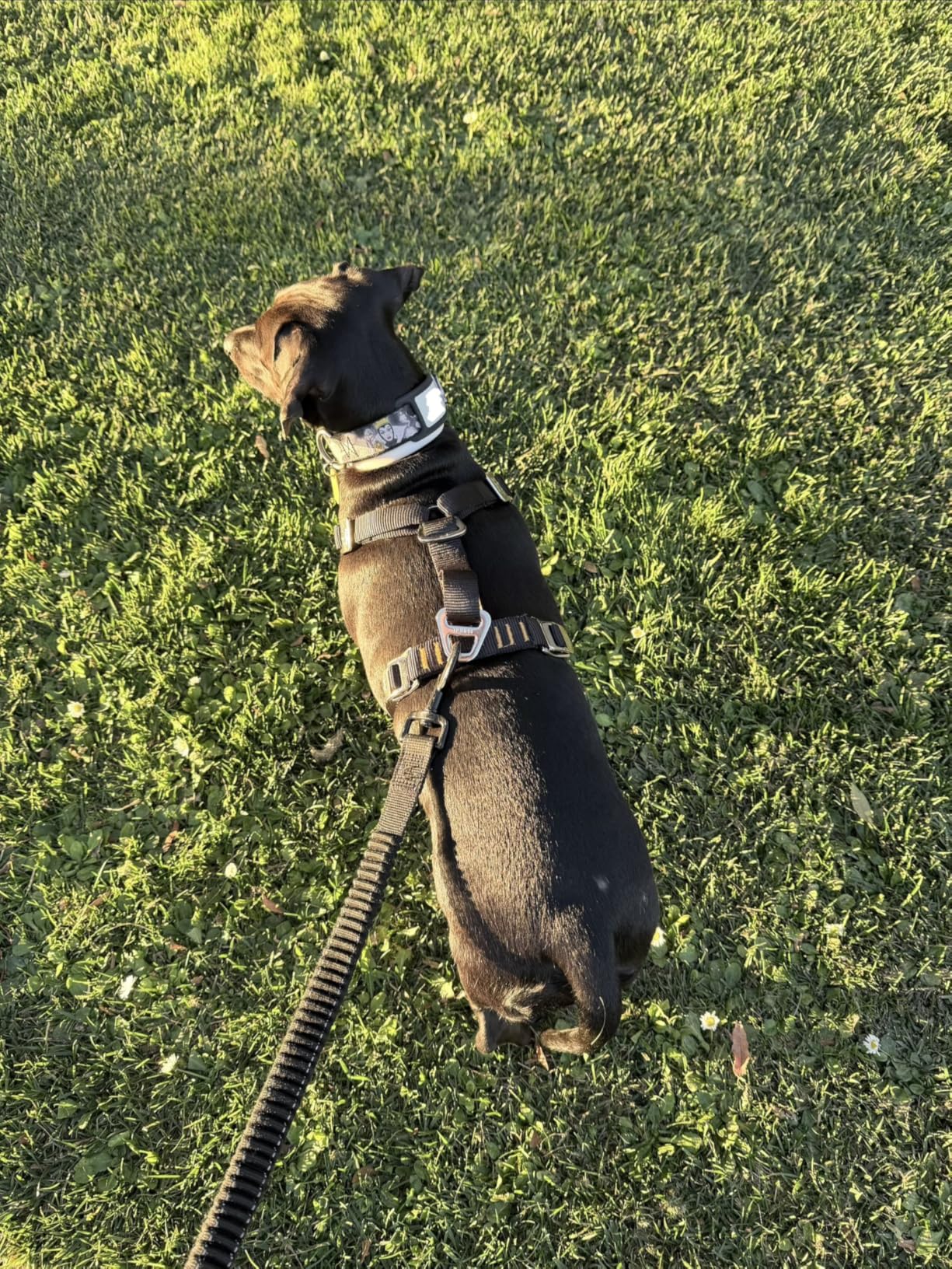 Kurgo Enhanced Strength Tru-Fit Dog Car Harness - Pet Travel Safety Harness - Crash Test Certified Fit - Five Point Adjustment - Secure Buckle - Padded Chest - Black - Medium customer photo 1