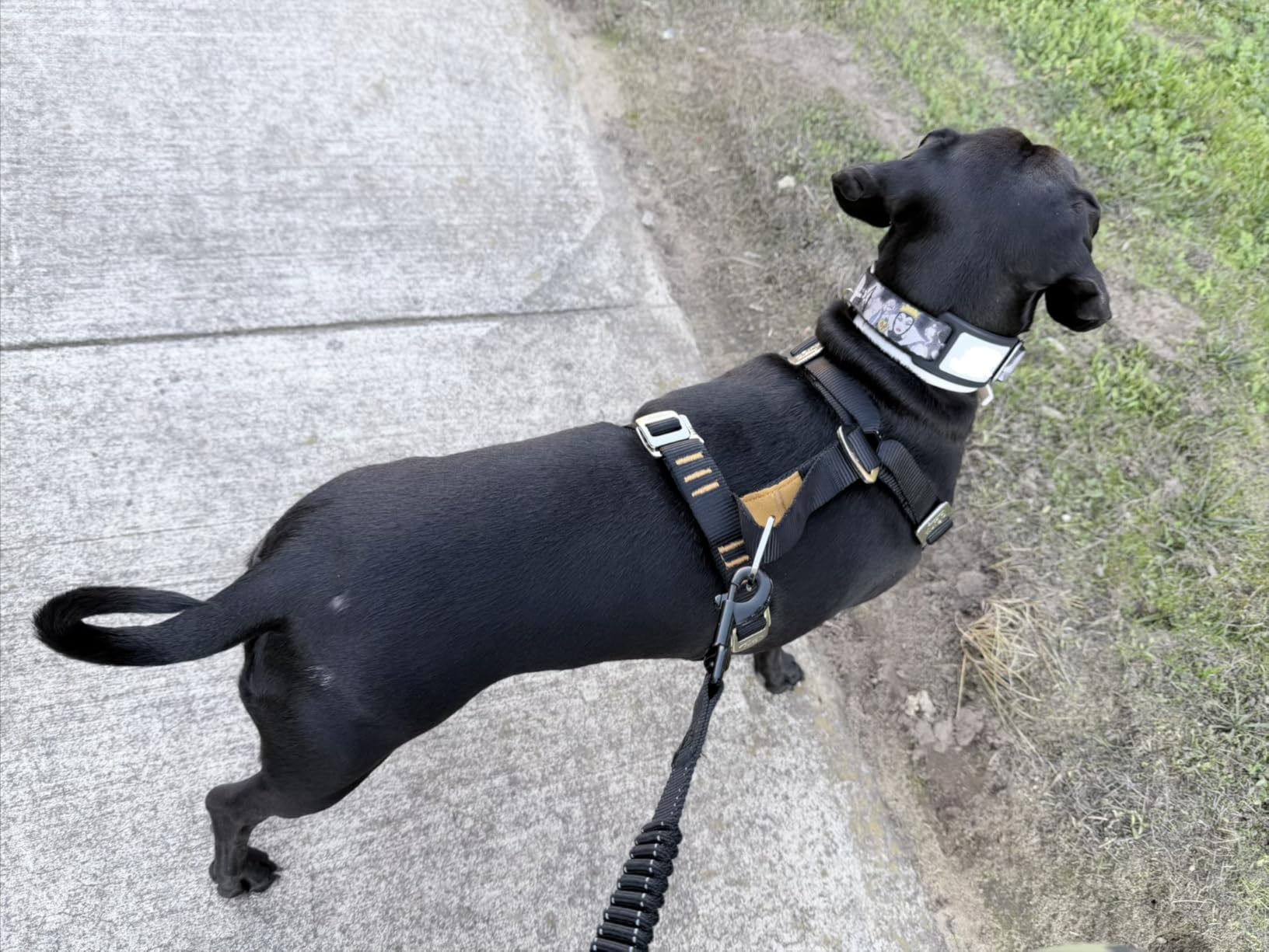 Kurgo Enhanced Strength Tru-Fit Dog Car Harness - Pet Travel Safety Harness - Crash Test Certified Fit - Five Point Adjustment - Secure Buckle - Padded Chest - Black - Medium customer photo 2