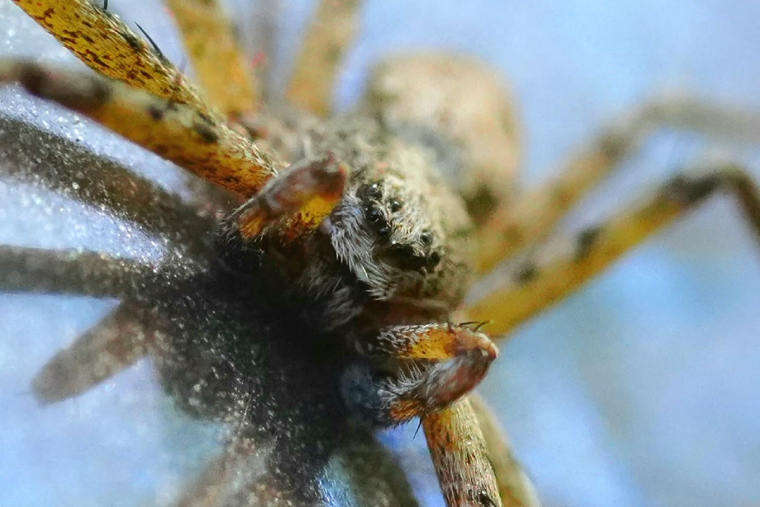 Sony SEL90M28G FE 90mm f/2.8-22 Macro G OSS Standard-Prime Lens for Mirrorless Cameras, Black customer photo 1