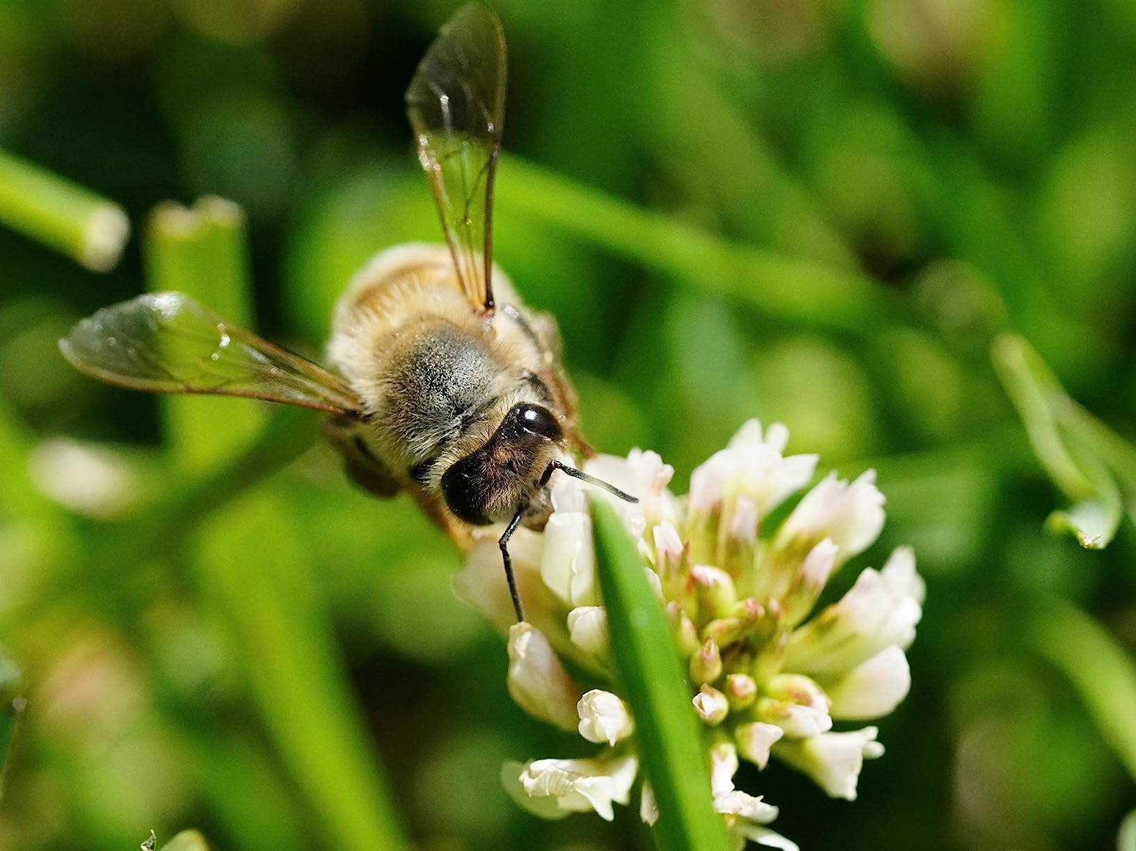 Sony SEL90M28G FE 90mm f/2.8-22 Macro G OSS Standard-Prime Lens for Mirrorless Cameras, Black customer photo 2