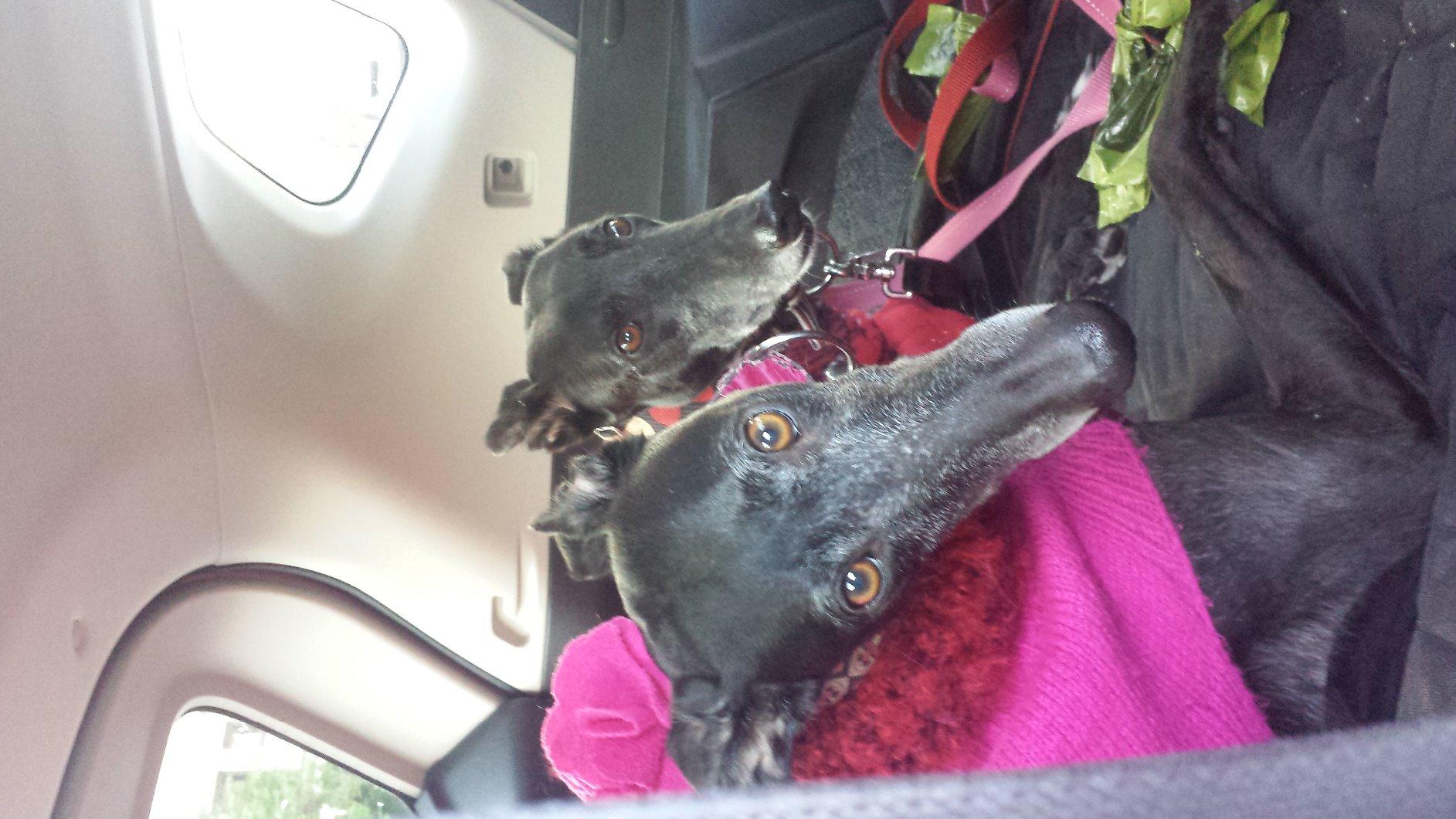 Arf Pets SUV Dog Cargo Liner Cover for SUVs and Cars, Waterproof Material, Non Slip Backing, Extra Bumper Flap Protector, Large Size - Universal Fit customer photo 1