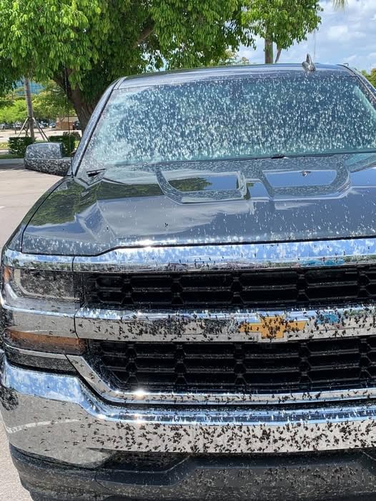 Meguiar's Heavy Duty Bug & Tar Remover, Quick Bug and Tar Remover Spray for Detailing, Pro Strength Clear Coat Safe Technology with Powerful Foaming Action to Loosen Stuck Bugs, 15 Oz customer photo 2