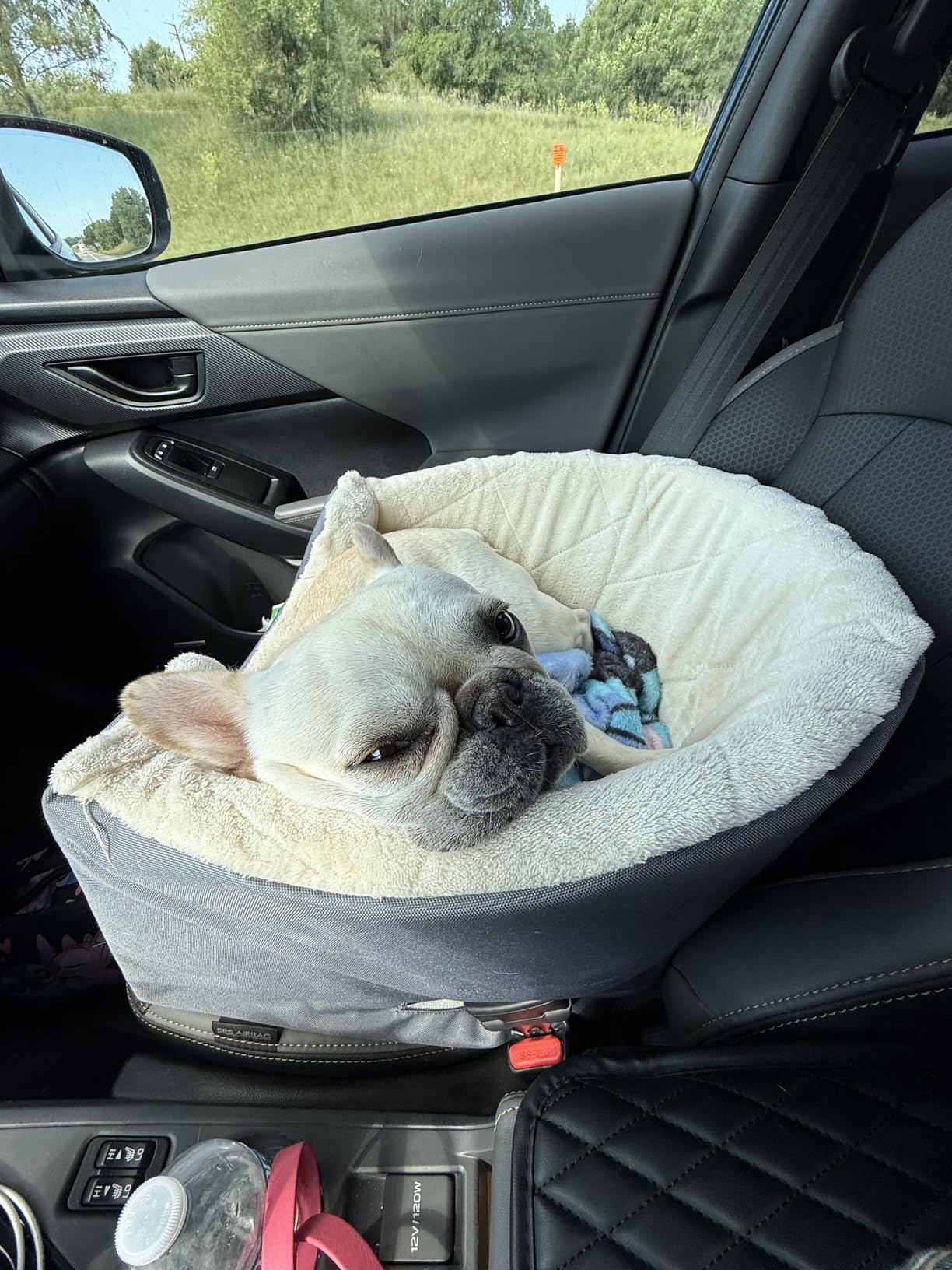 Amazon Basics Dog Car Seat Booster for Small Dogs up to 25lbs, Washable Removable Cover, Safety Leash, Elevated View for Window, 18