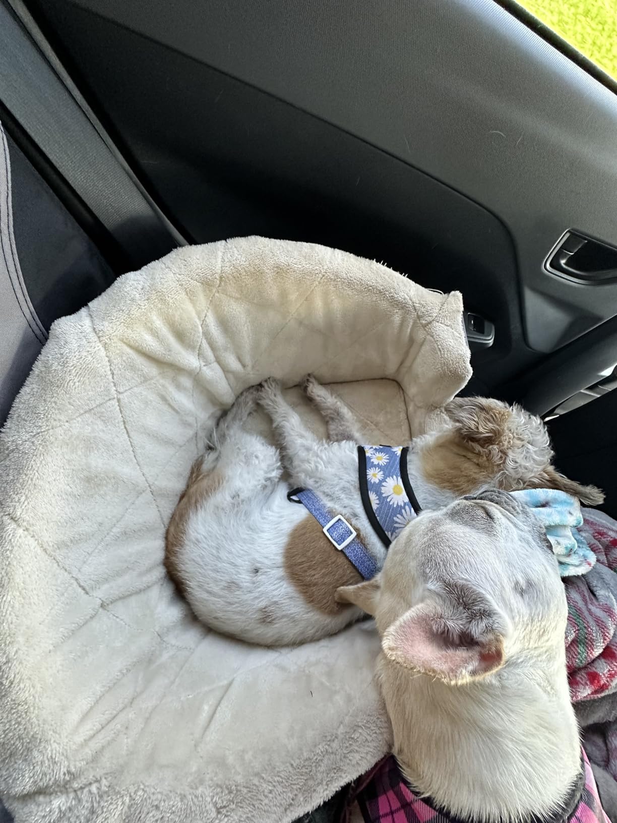 Amazon Basics Dog Car Seat Booster for Small Dogs up to 25lbs, Washable Removable Cover, Safety Leash, Elevated View for Window, 18