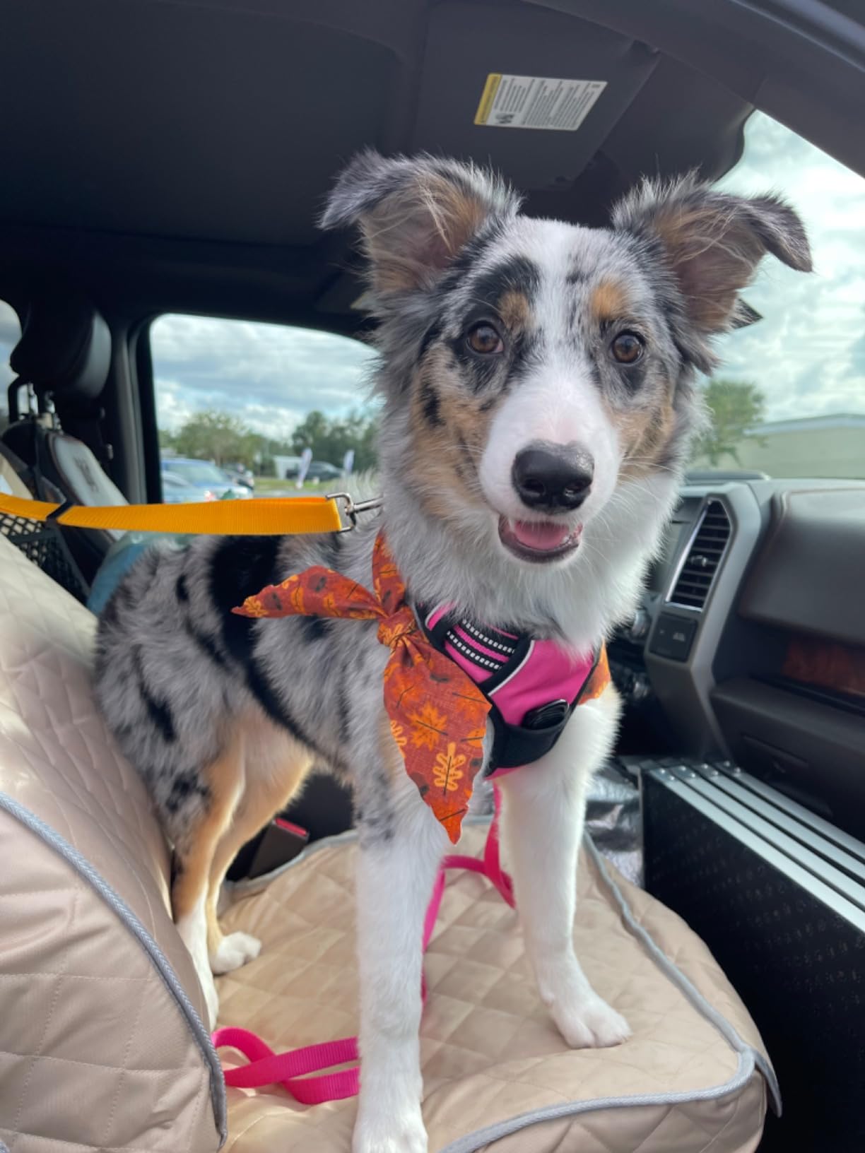 BWOGUE 2 Packs Dog Cat Safety Seat Belt Strap Car Headrest Restraint Adjustable Nylon Fabric Dog Restraints Vehicle Seatbelts Harness customer photo 1