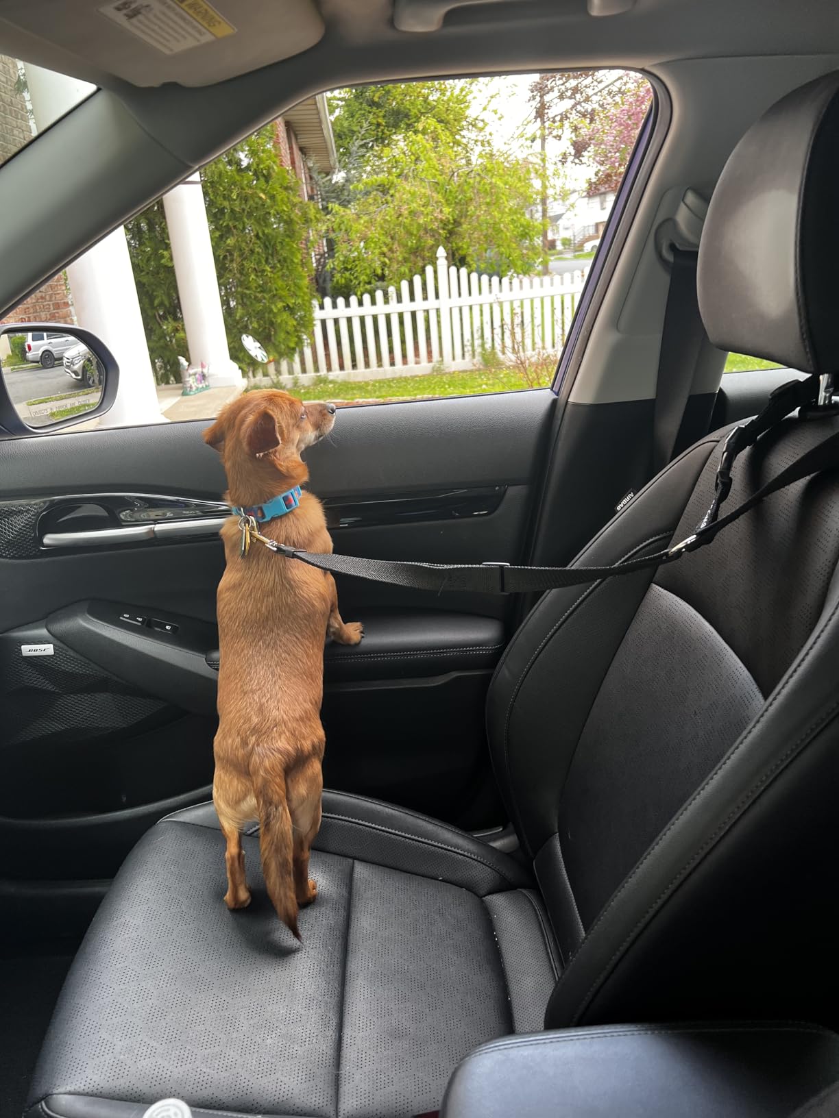 BWOGUE 2 Packs Dog Cat Safety Seat Belt Strap Car Headrest Restraint Adjustable Nylon Fabric Dog Restraints Vehicle Seatbelts Harness customer photo 2