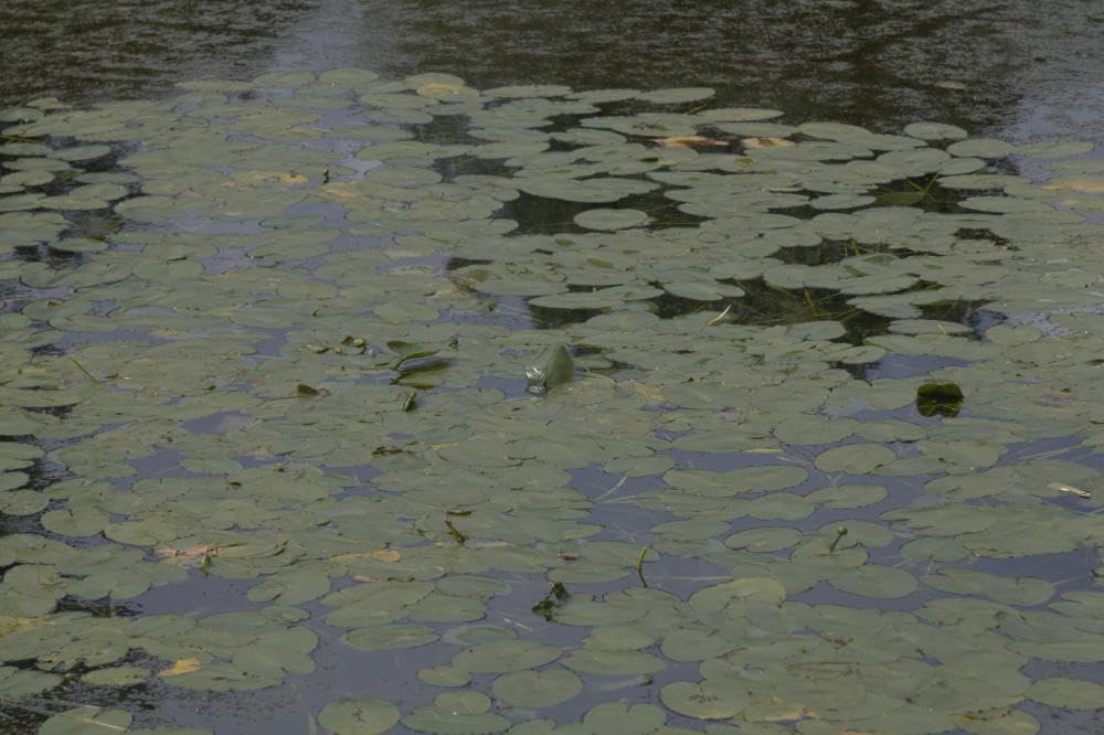 58mm Circular Polarizers Filter, K&F CONCEPT 58MM Circular Polarizer Filter HD 28 Layer Super Slim Multi-Coated CPL Lens Filter (Nano-X Series) customer photo 2