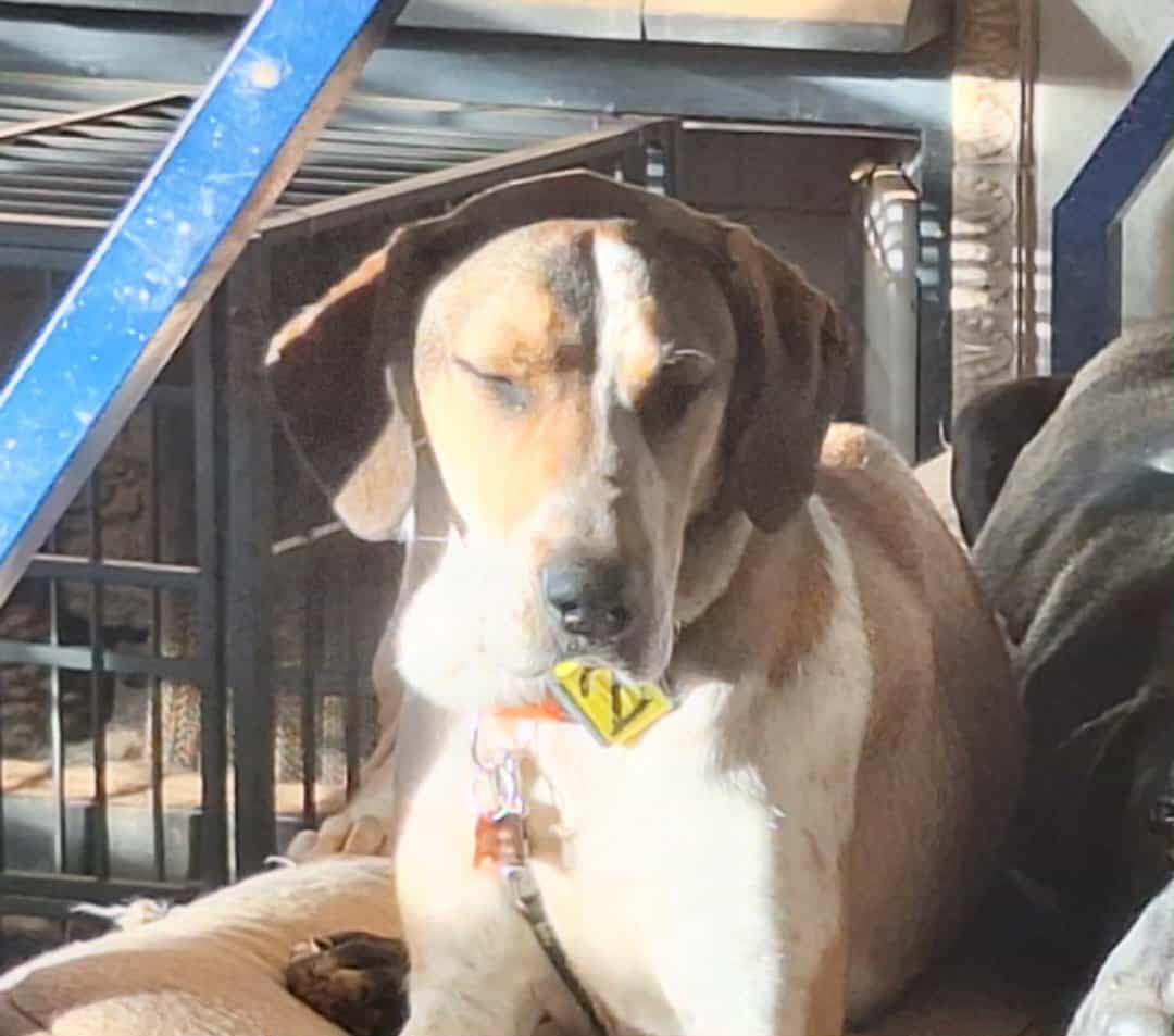 Tracki GPS Tracker for Vehicles - Real-Time 4G LTE Assets & Car Tracking Device with App, Magnetic Mount, Compact Design, Worldwide Coverage - iOS & Android (Subscription Required) customer photo 1