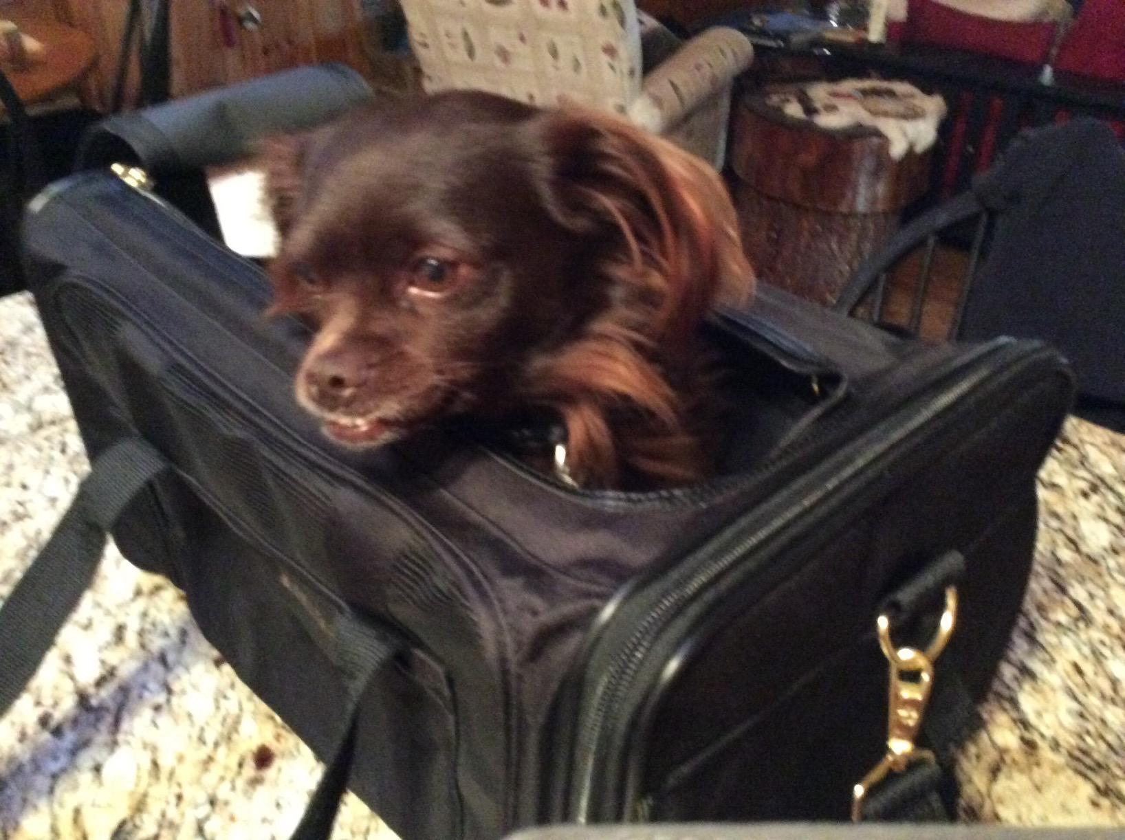 Sherpa Forma Frame Crash-Tested Travel Pet Carrier - Black, Extra Large customer photo 1