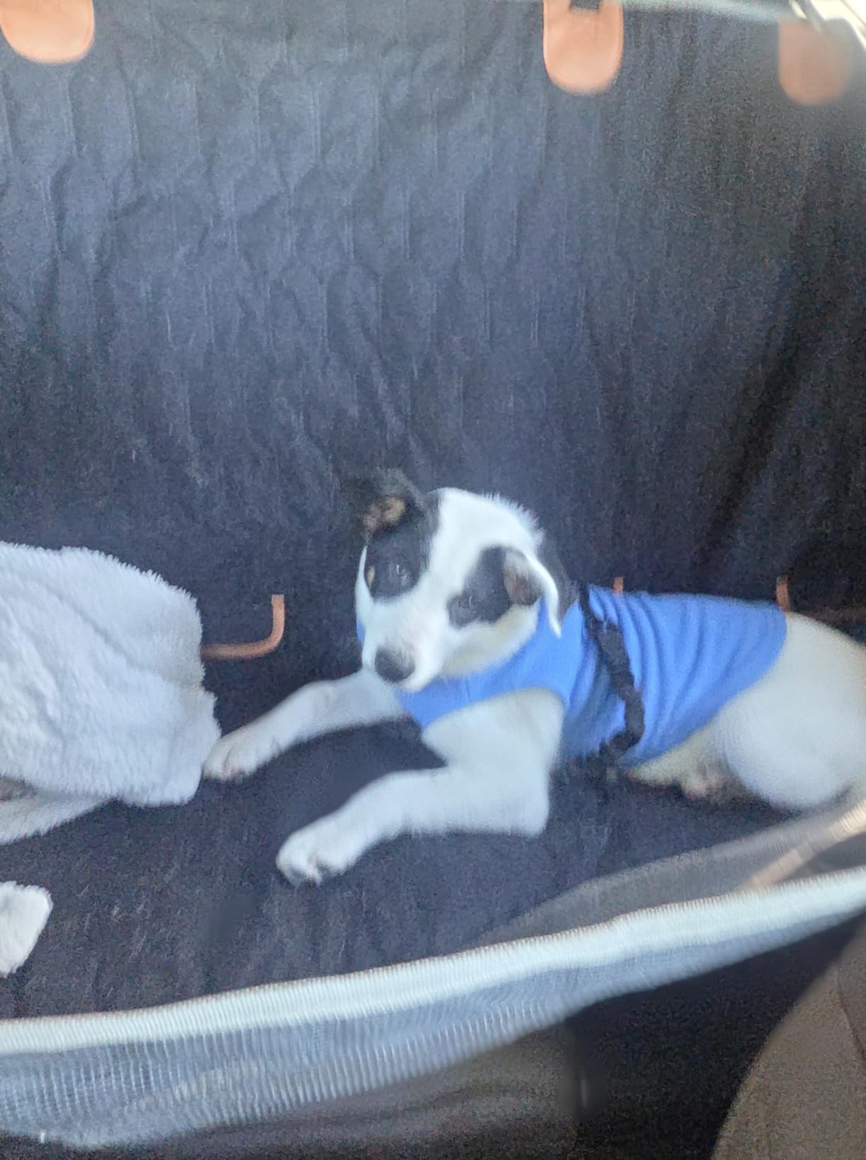 COOYOO Dog Seat Belt, 3 Piece Set Retractable Dog Car Harness Adjustable Dog Seat Belt for Vehicle Nylon Pet Safety Seat Belts Heavy Duty & Elastic customer photo 1