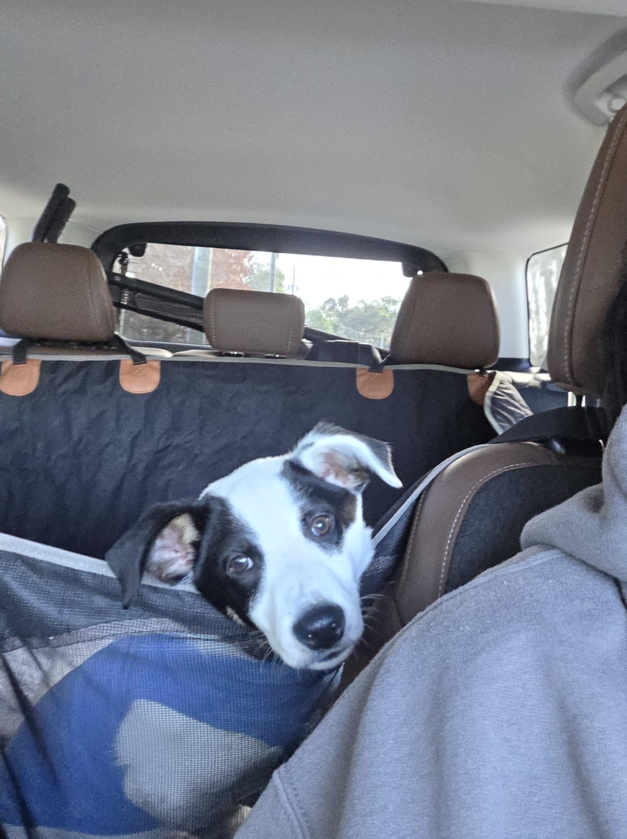 COOYOO Dog Seat Belt, 3 Piece Set Retractable Dog Car Harness Adjustable Dog Seat Belt for Vehicle Nylon Pet Safety Seat Belts Heavy Duty & Elastic customer photo 2