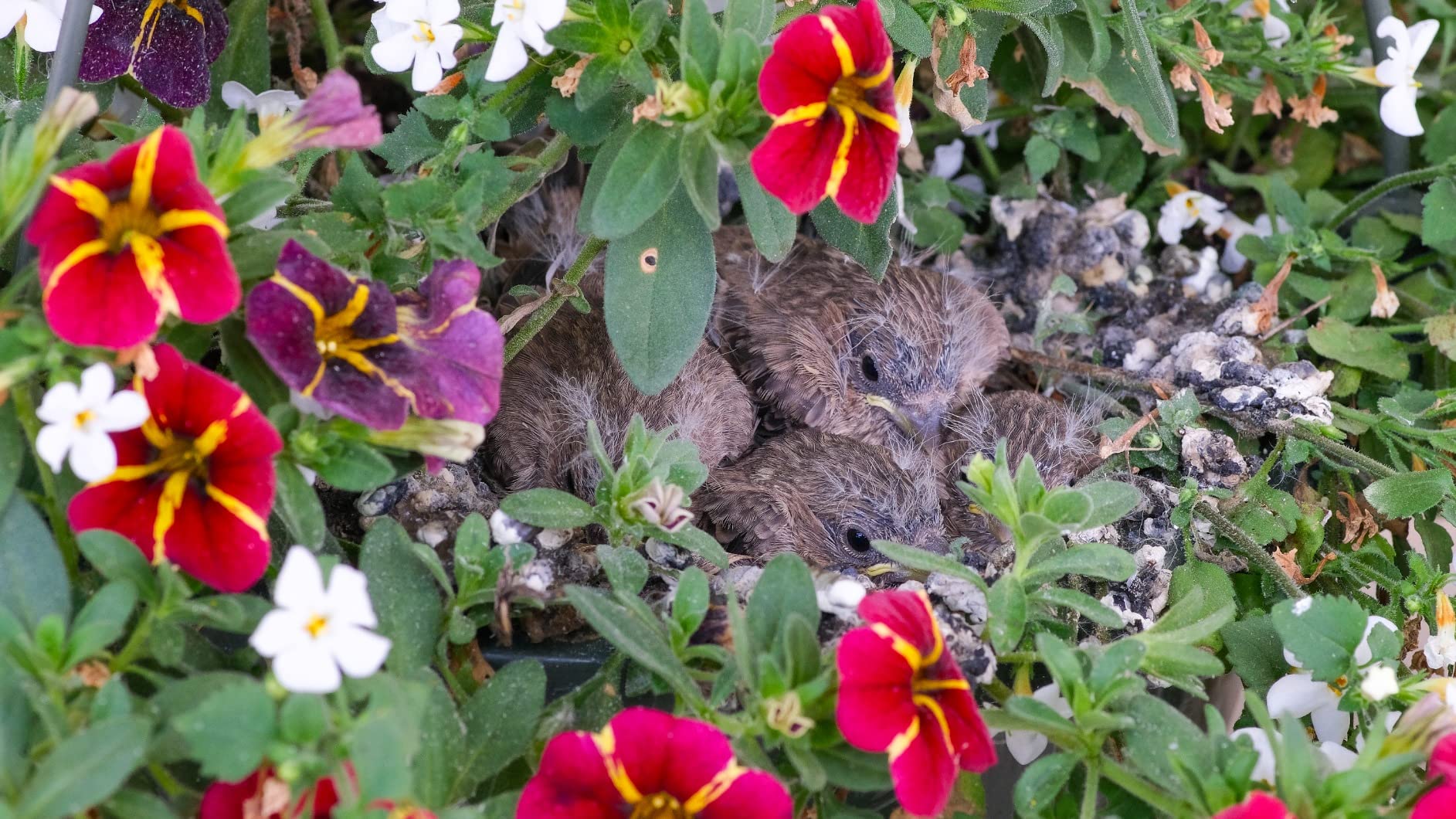 Tokina 634455 ATX-i 100mm F2.8 FF Macro Canon EF Mount Full Size Compatible Black customer photo 1