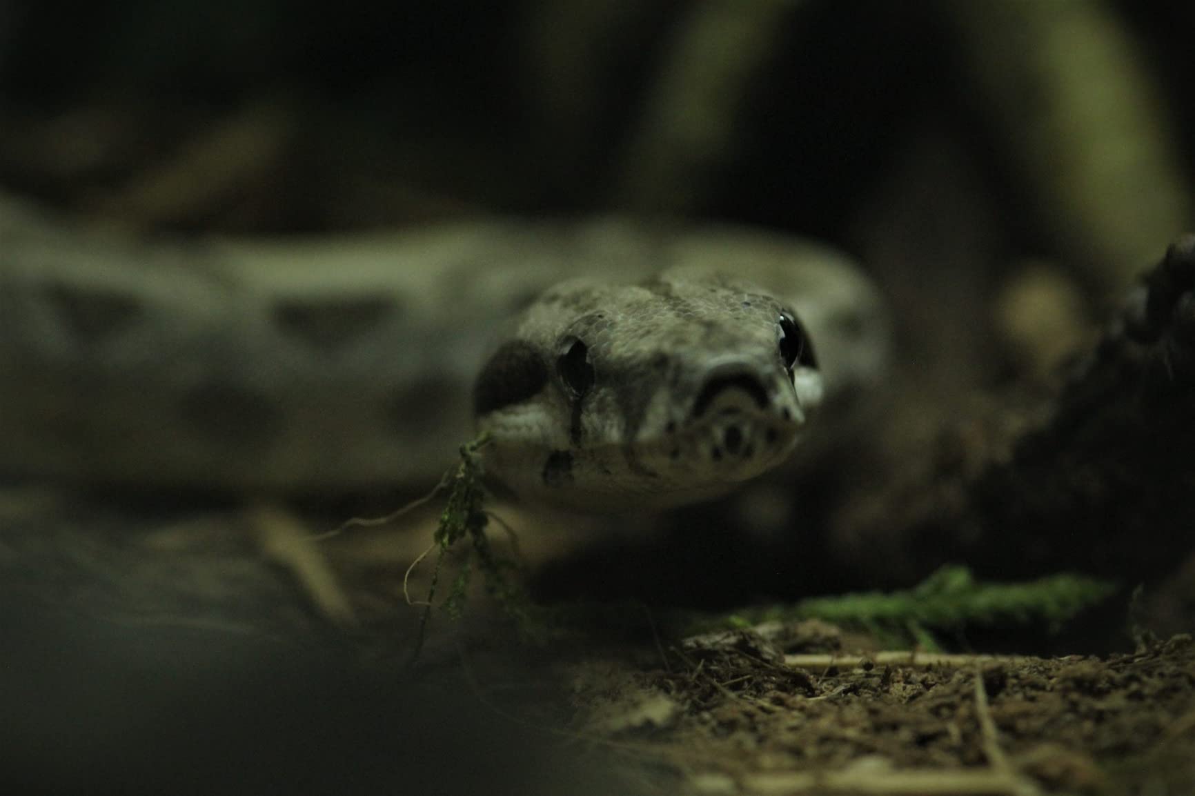 Tokina 634455 ATX-i 100mm F2.8 FF Macro Canon EF Mount Full Size Compatible Black customer photo 2