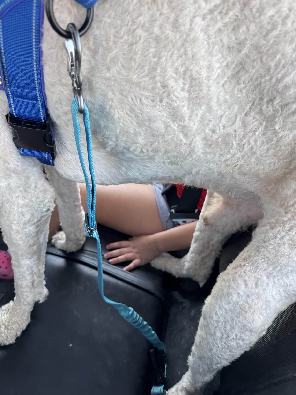 IOKHEIRA Dog Seatbelt, Updated Adjustable Harness Reflective Bungee Dog Car Seat Belt with Aviation Aluminum Alloy Rotatable Carabiner, Hook & Buckle customer photo 1