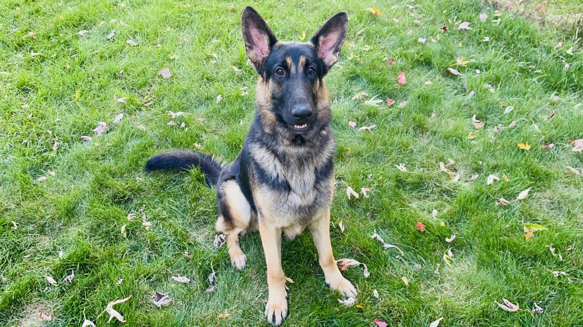 Honest Dog Car Seat Covers, Dog seat Cover with Side Flap for Cars, Trucks, and Suv's - Waterproof & Nonslip Pet Seat Cover for Backseat customer photo 2