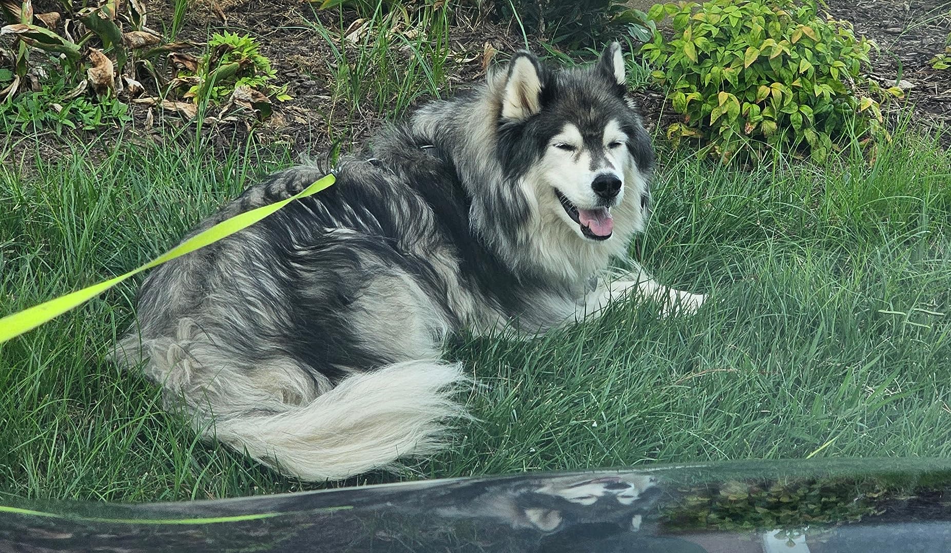 Buffer Polisher, SPTA 5-Inch 125mm Dual Action Random Orbital Car Polisher, Car Detailing Kit, 4Pcs 5inch & 4Pcs 6Inch Polishing Pad, Packing Bag for Car Polishing and Waxing--DAPSET-US customer photo 2