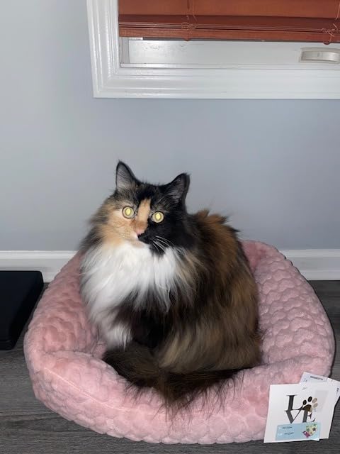 Sleepypod Mobile Pet Bed - Multi-use Travel Pet Bed, Crash-Tested Car Seat, & Carrier for Dogs and Cats up to 15 Pounds (Charcoal Grey) customer photo 2