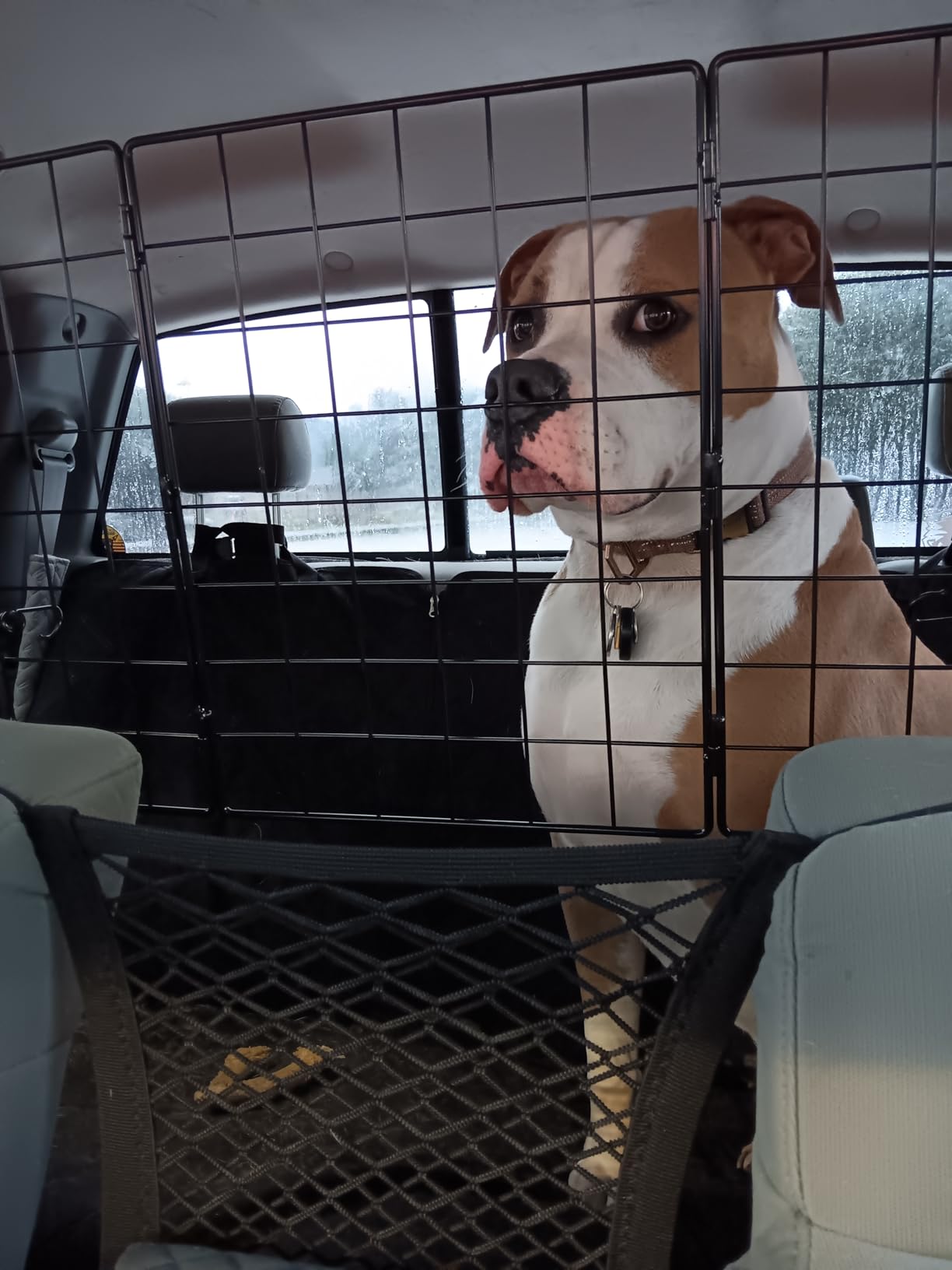 Gtongoko Dog Car Barriers for SUVs, Vehicles, Cars, Trucks, Upgraded Adjustable Heavy-Duty Wire Mesh Pet SUV Barriers Universal-Fit, Car Accessories Safety Travel, 2pcs 51.2In Elastic Ropes Included customer photo 1