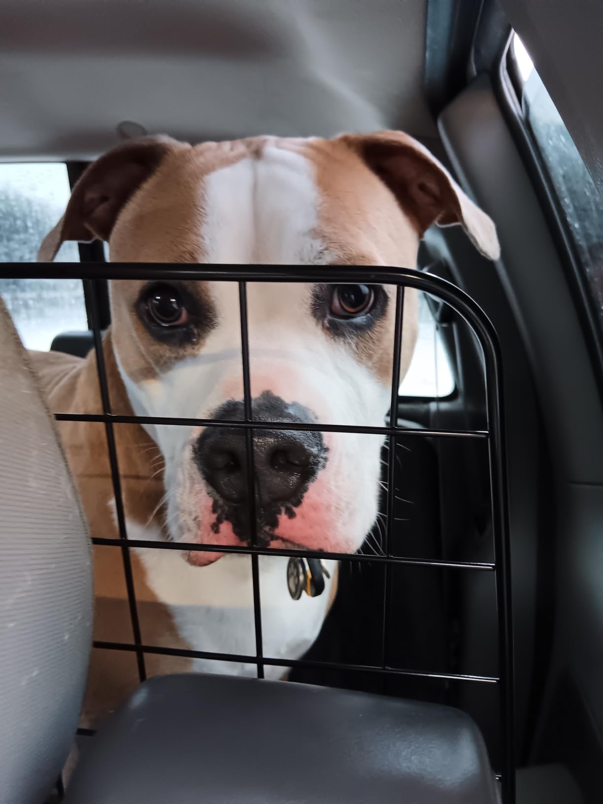 Gtongoko Dog Car Barriers for SUVs, Vehicles, Cars, Trucks, Upgraded Adjustable Heavy-Duty Wire Mesh Pet SUV Barriers Universal-Fit, Car Accessories Safety Travel, 2pcs 51.2In Elastic Ropes Included customer photo 2