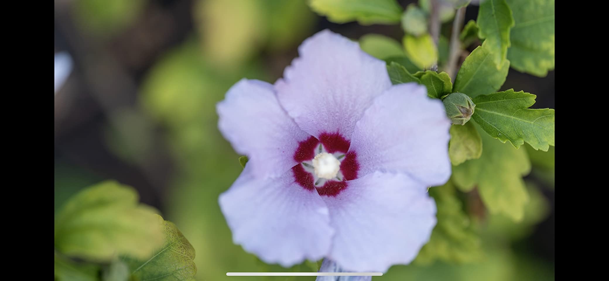 Sigma 105mm F2.8 DG DN Macro Art (Sony E-mount) customer photo 1