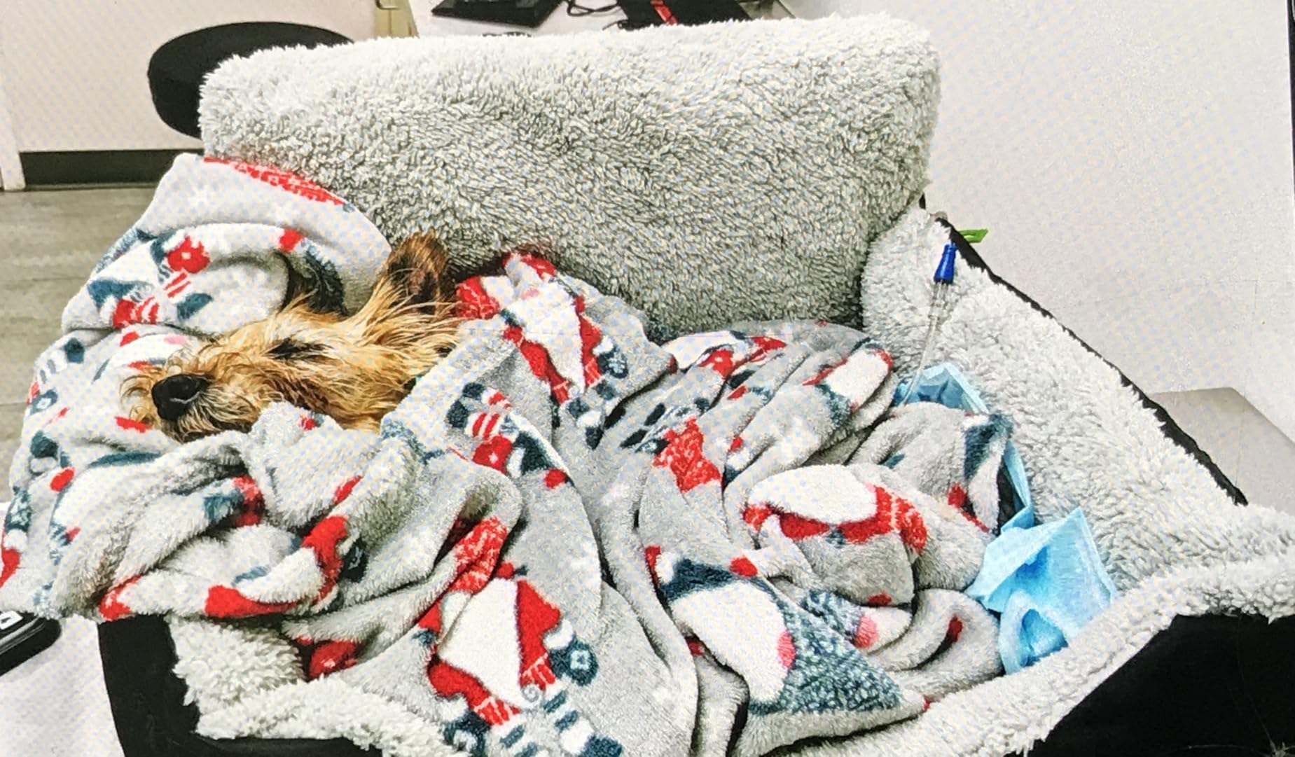 BurgeonNest Dog Car Seat for Small Dogs, Soft Pet Car Travel Home Bed Under 25 lbs, Fully Detachable and Washable Cat Booster Carseats with Storage Pockets and Clip-On Leash Portable Carrier (Black) customer photo 1