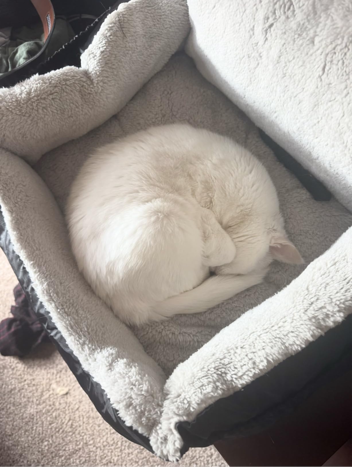 BurgeonNest Dog Car Seat for Small Dogs, Soft Pet Car Travel Home Bed Under 25 lbs, Fully Detachable and Washable Cat Booster Carseats with Storage Pockets and Clip-On Leash Portable Carrier (Black) customer photo 2