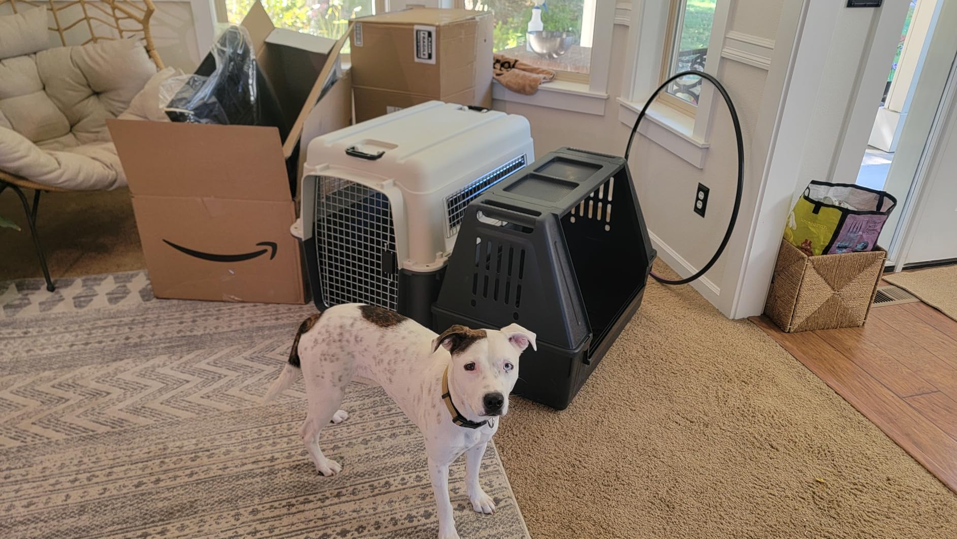 Ferplast Atlas Vehicle SUV Dog Crate, Assembled Car Dog Crate Measures 32L x 20W x 24H & is Ideal for Small to Medium Dog Breeds, Black customer photo 2