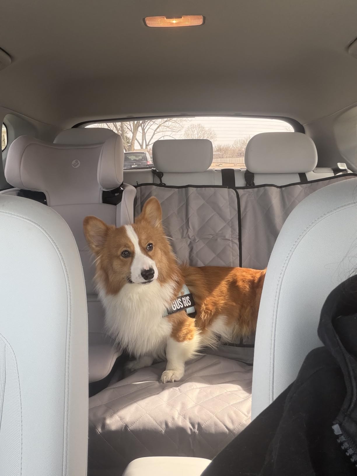 Lusso Gear Dog Car Seat Cover - Waterproof Non-Slip Car Back Seat Protector - Rear Car Seat Cover for Dogs - Universal Fit for Sedans Trucks SUVs - Scratchproof Backseat Car Cover - Machine Washable customer photo 2