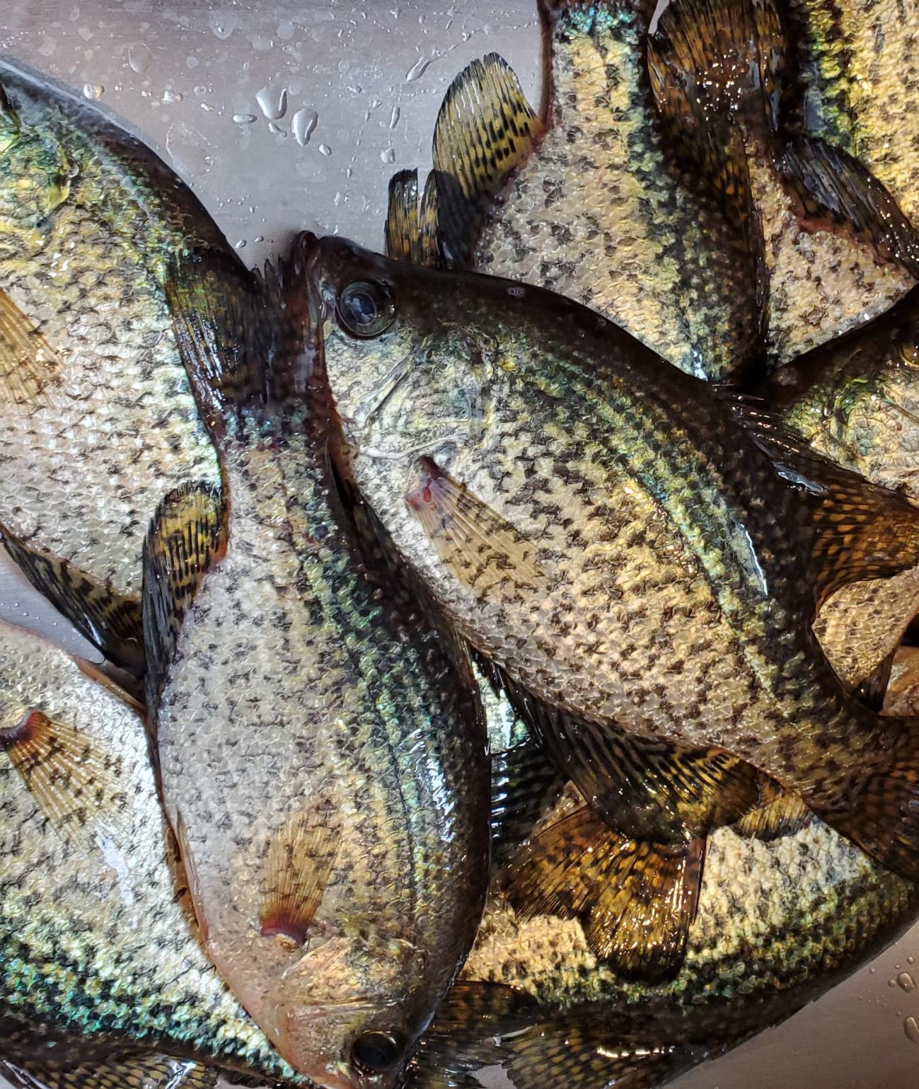 Humminbird Helix 7 G4N GPS Fish Finder with Dual Spectrum Chirp Sonar & MEGA Down Imaging customer photo 1