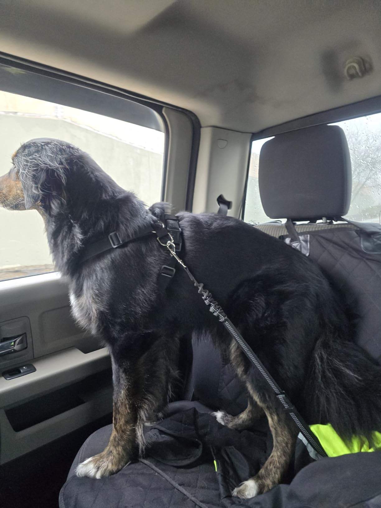 SlowTon Dog Seat Belt Harness for Car, Dog Car Harness Adjustable Mesh Breathable & Dog Seatbelt Safety Tether with Elastic Bungee for Small Medium Large Pets (Black, Double Clip, M) customer photo 1