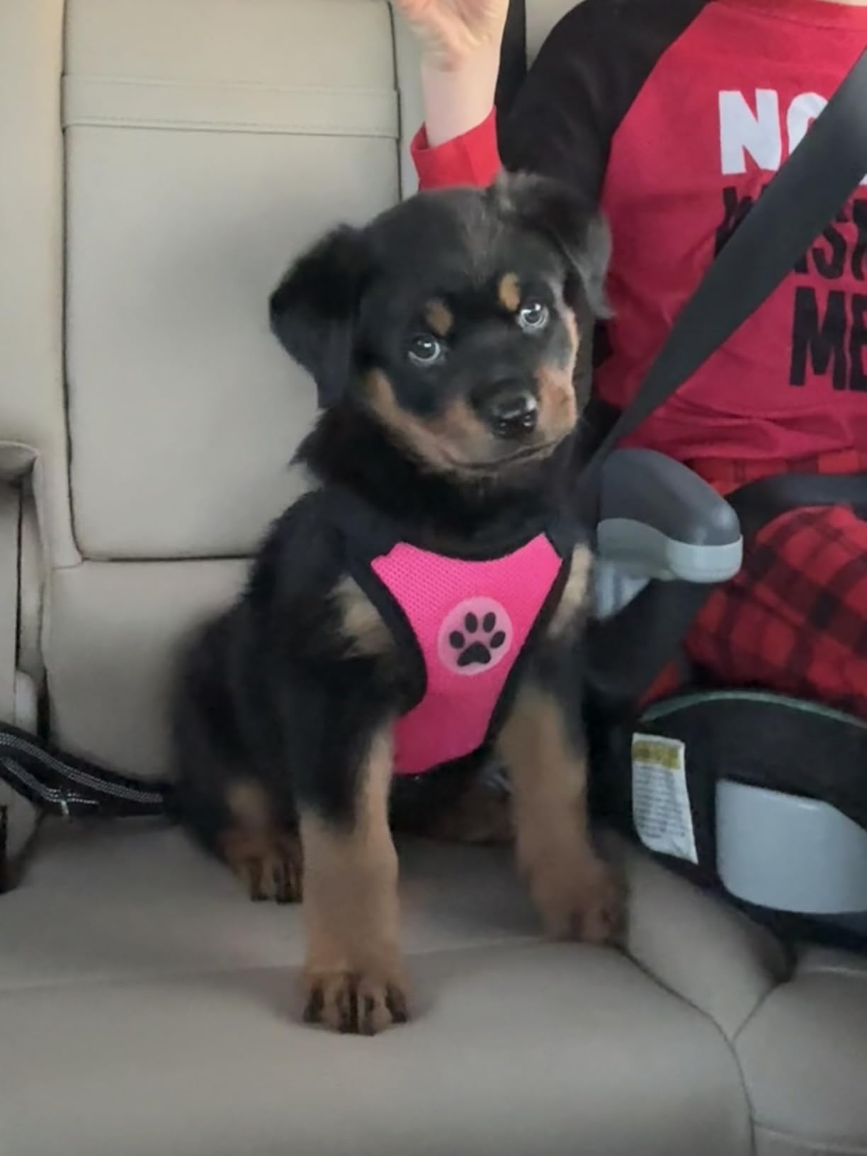 SlowTon Dog Seat Belt Harness for Car, Dog Car Harness Adjustable Mesh Breathable & Dog Seatbelt Safety Tether with Elastic Bungee for Small Medium Large Pets (Black, Double Clip, M) customer photo 2