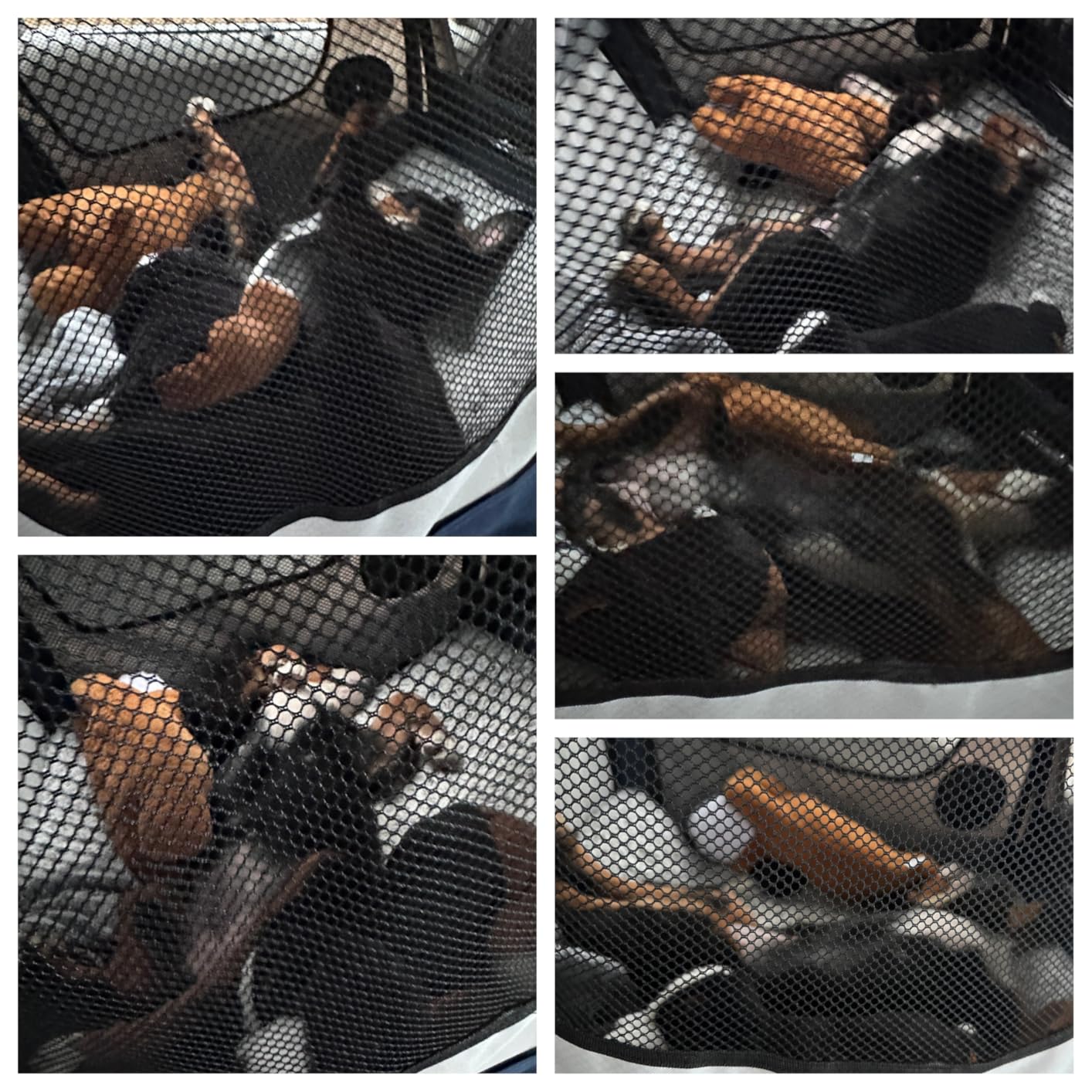 PetSafe Happy Ride Collapsible Travel Crate - Safe Travel Containment with Heavy Duty Aluminum Frame, Mesh Windows, Convenient Storage Pockets & Secure Seat Belt Access - Road Trip Crate customer photo 1