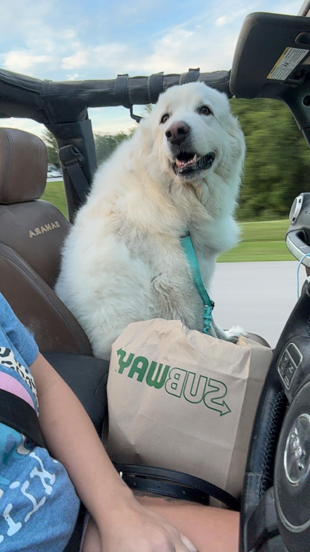 3 Piece Dog Car Seat Belt Set - Retractable Adjustable Pet Seatbelts for Vehicle Headrests - Heavy Duty, Elastic & Durable Car Harness for Dogs customer photo 1