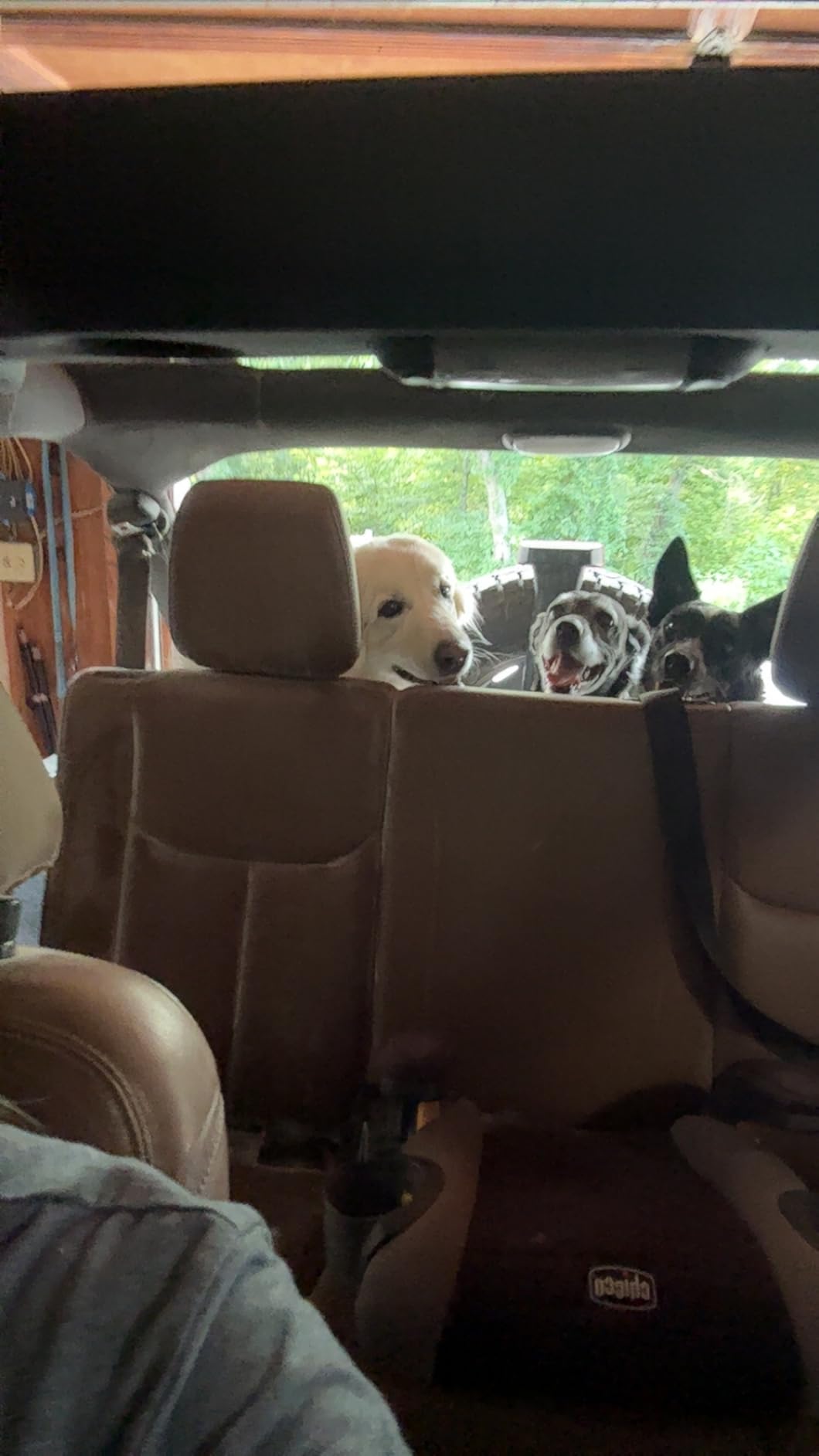 3 Piece Dog Car Seat Belt Set - Retractable Adjustable Pet Seatbelts for Vehicle Headrests - Heavy Duty, Elastic & Durable Car Harness for Dogs customer photo 2