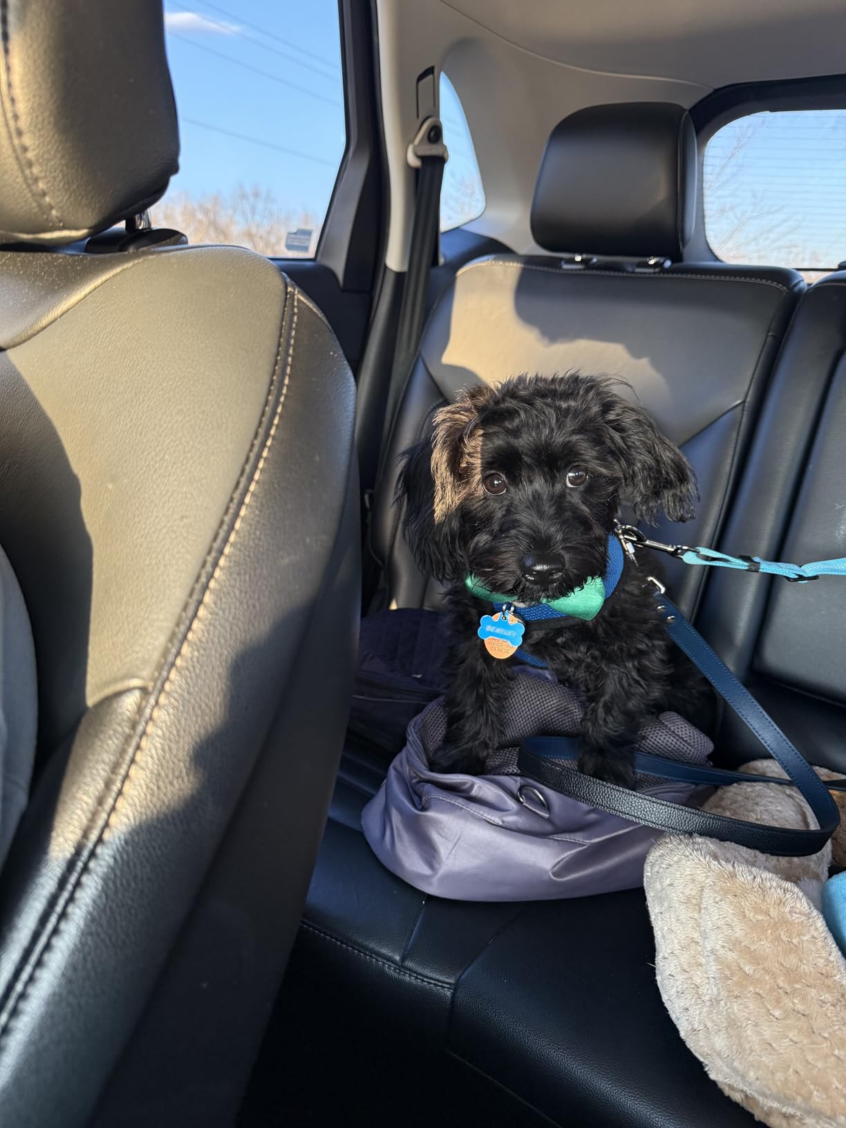 Removable Dog Seat Belt Harness for Car, 3 in 1 Pet Dog Car Seatbelt Leash, Retractable Restraint Secures to Vehicle Headrest & Adjustable Reflective Bungee Dog Seatbelt Tether, Blue and Black customer photo 1