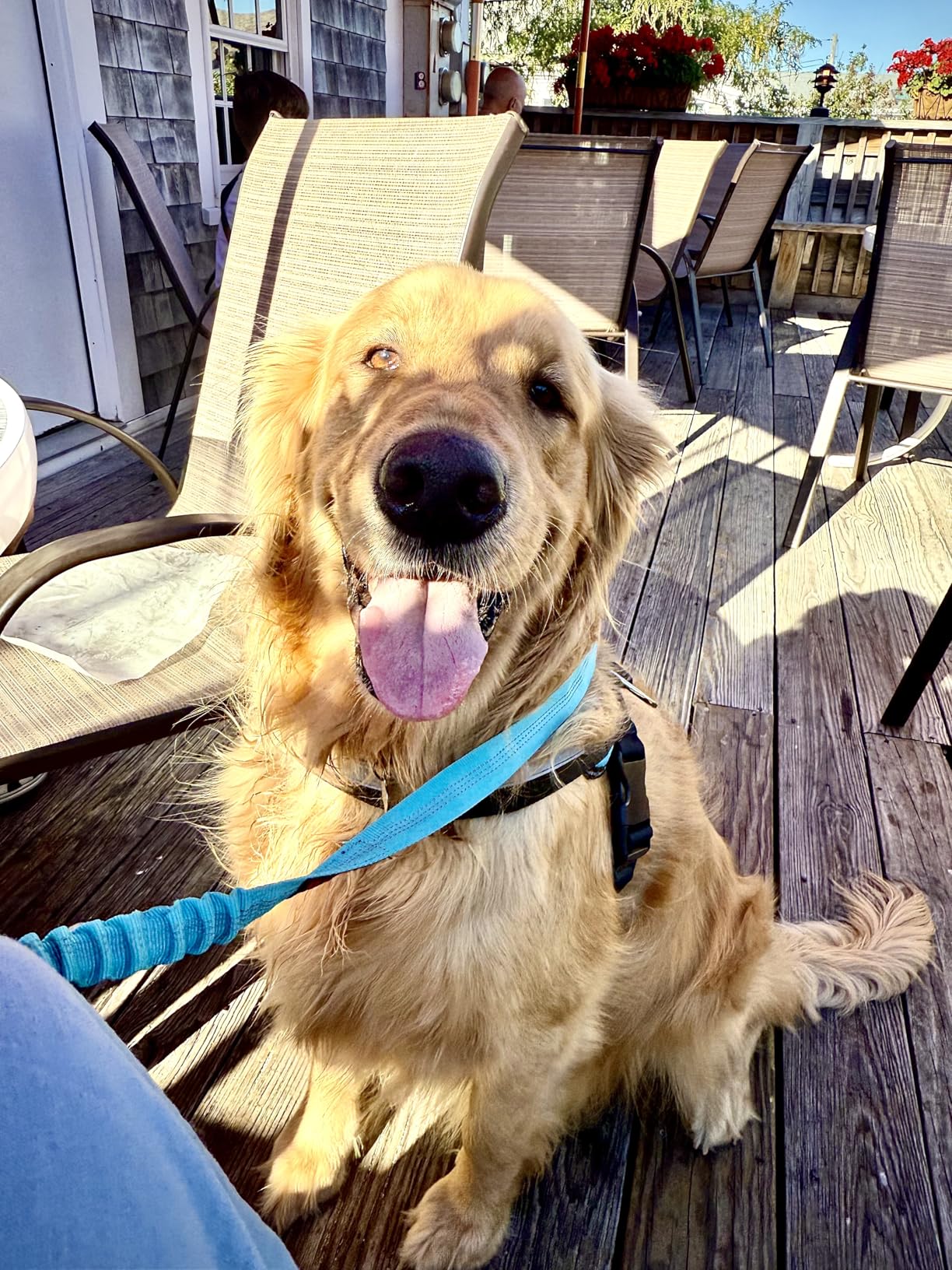 Removable Dog Seat Belt Harness for Car, 3 in 1 Pet Dog Car Seatbelt Leash, Retractable Restraint Secures to Vehicle Headrest & Adjustable Reflective Bungee Dog Seatbelt Tether, Blue and Black customer photo 2