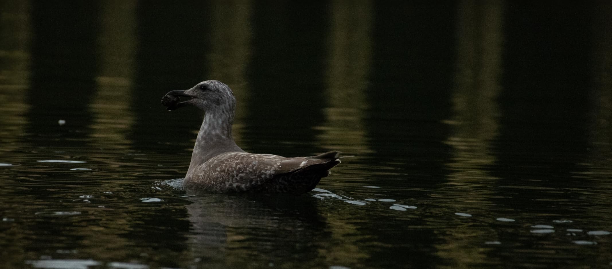 K&F CONCEPT 58mm Circular Polarizer Filter Ultra-Slim 18 Multi-Coated Optical Glass Circular Polarizing Filter for Camera Lenses with Cleaning Cloth (K Series) customer photo 1