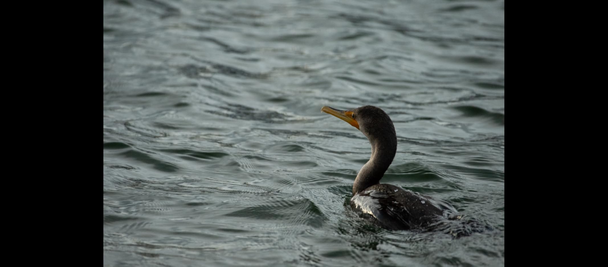 K&F CONCEPT 58mm Circular Polarizer Filter Ultra-Slim 18 Multi-Coated Optical Glass Circular Polarizing Filter for Camera Lenses with Cleaning Cloth (K Series) customer photo 2