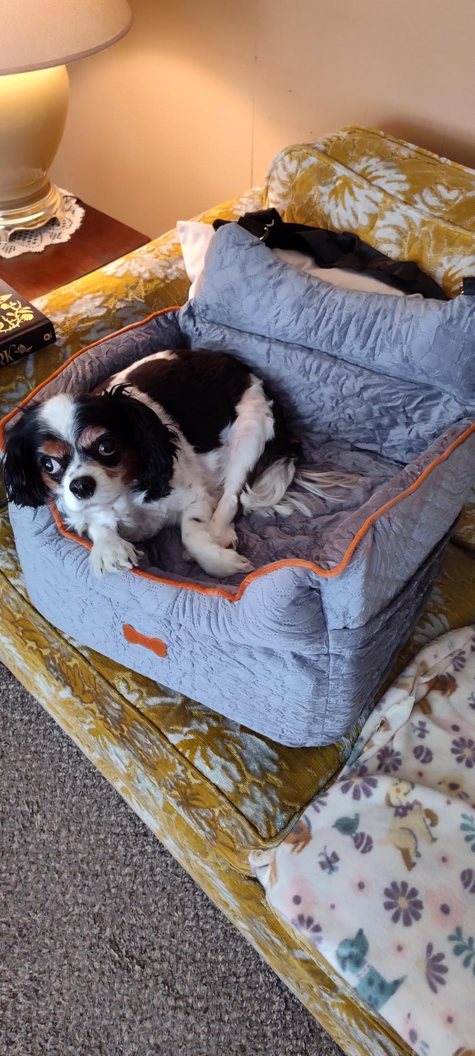 Dog Car Seat - Memory Foam Dog Booster Seat for Small Dogs Up to 25lbs - Elevated Pet Car Seat with Storage Pockets and Dog Seat Belt - Soft Pet Travel Bed for Front & Back Seats - Removable Washable (Grey) customer photo 2