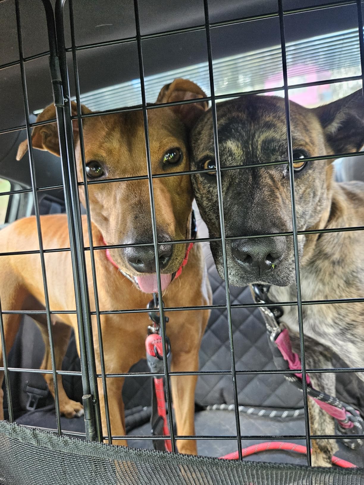 CASIMR Dog Car Barrier for SUVs, Vehicles, Trucks, Cars, Adjustable Pet Divider Cargo Area Universal-Fit, Folding Design for Easy Storage, Heavy-Duty Wire Mesh Barriers Safety Travel Accessories customer photo 2