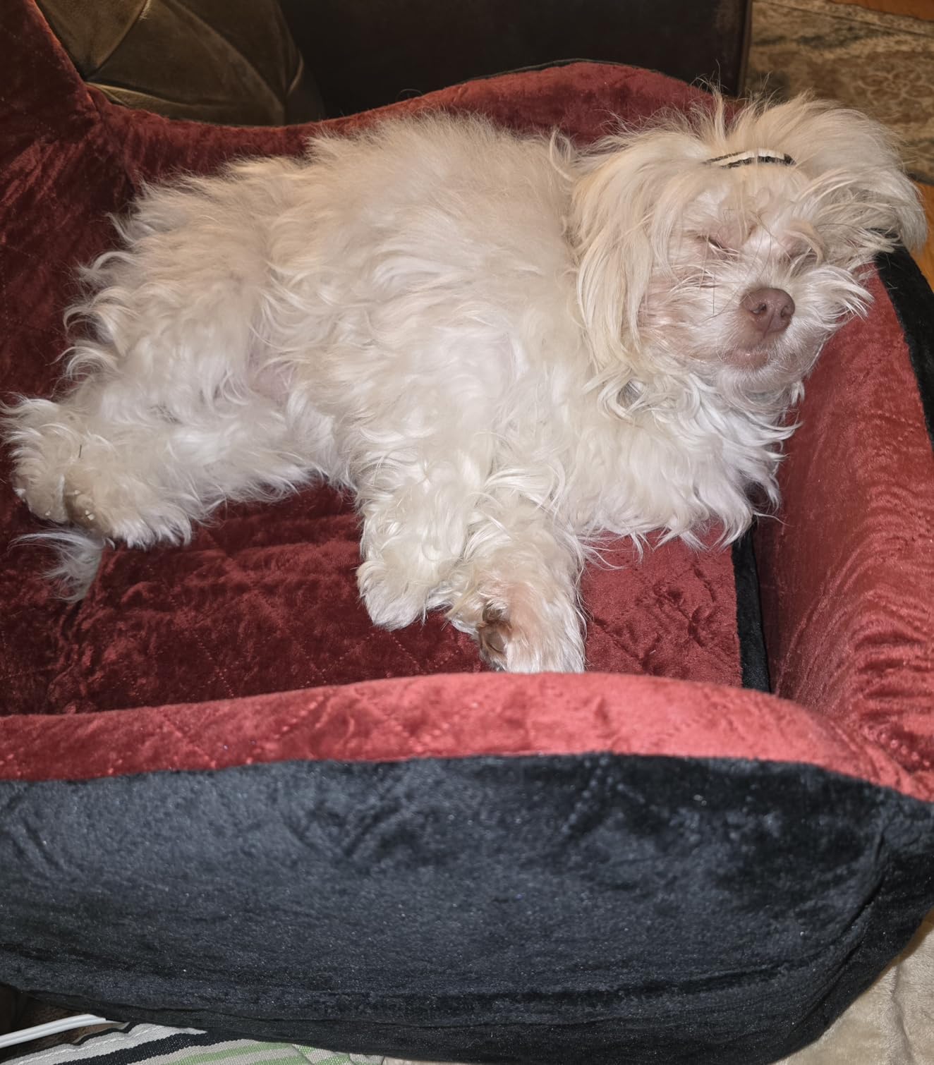 Dog Booster Car Seat for Small/Medium Dogs Up to 35lbs, Ultra Soft Fabric Covered, 6in Elevated Cushion, Fully Detachable and Washable, 3 Straps & 2 Pockets, Easy to Install (Grey, Medium) customer photo 1