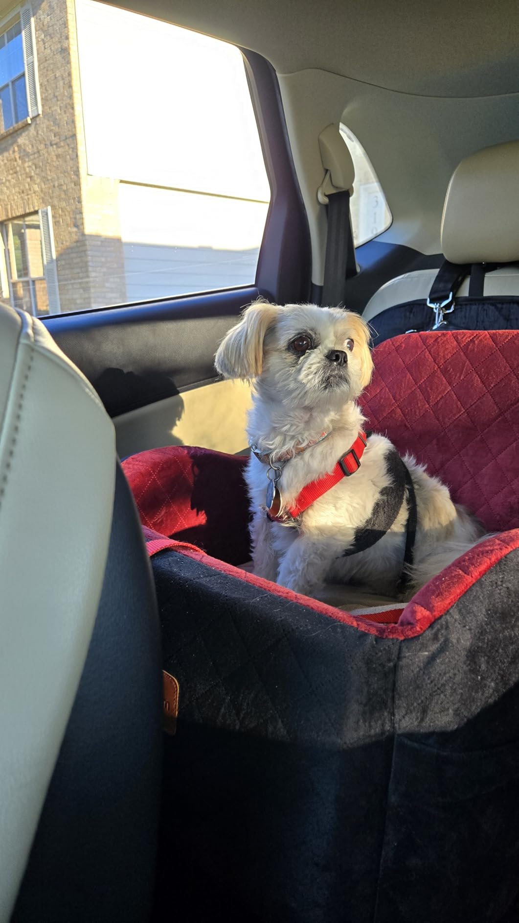 Dog Booster Car Seat for Small/Medium Dogs Up to 35lbs, Ultra Soft Fabric Covered, 6in Elevated Cushion, Fully Detachable and Washable, 3 Straps & 2 Pockets, Easy to Install (Grey, Medium) customer photo 2