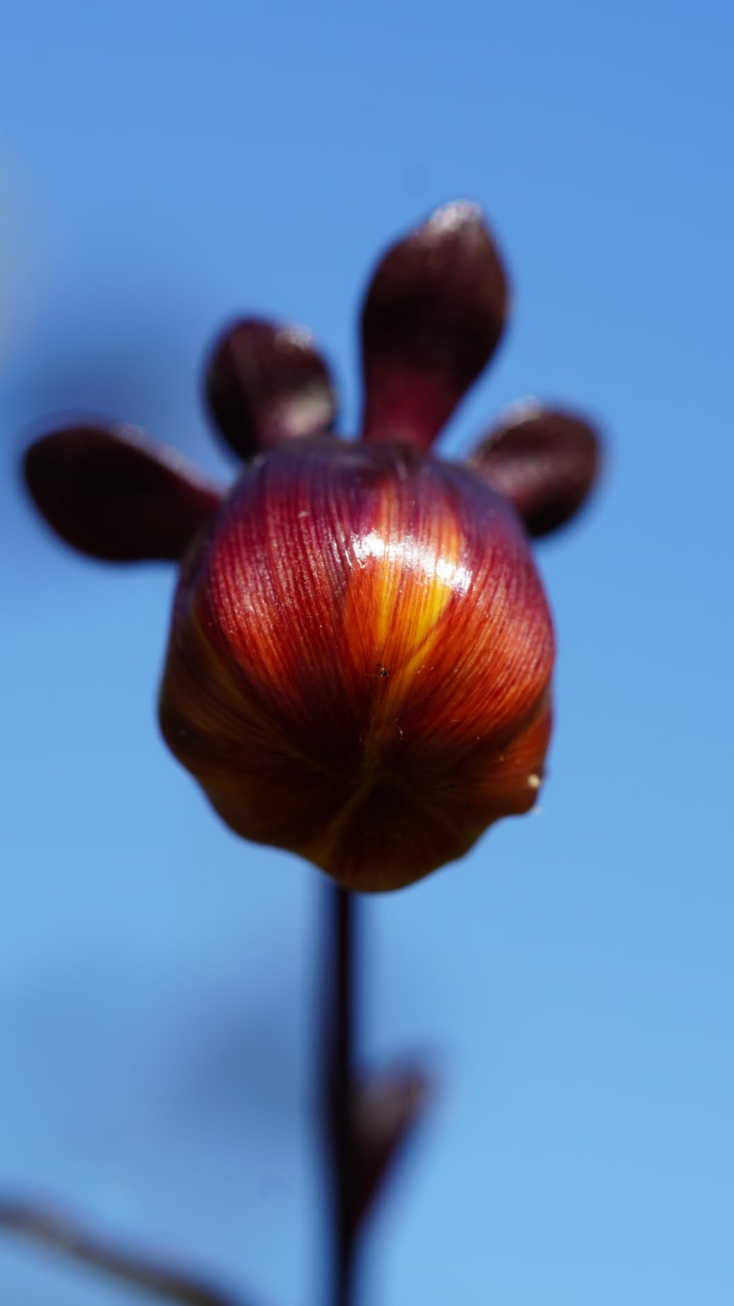 Tamron 90mm F/2.8 Di III VXD 1:1 Macro for Sony E Mount Full Frame/APS-C Mirrorless Cameras customer photo 1