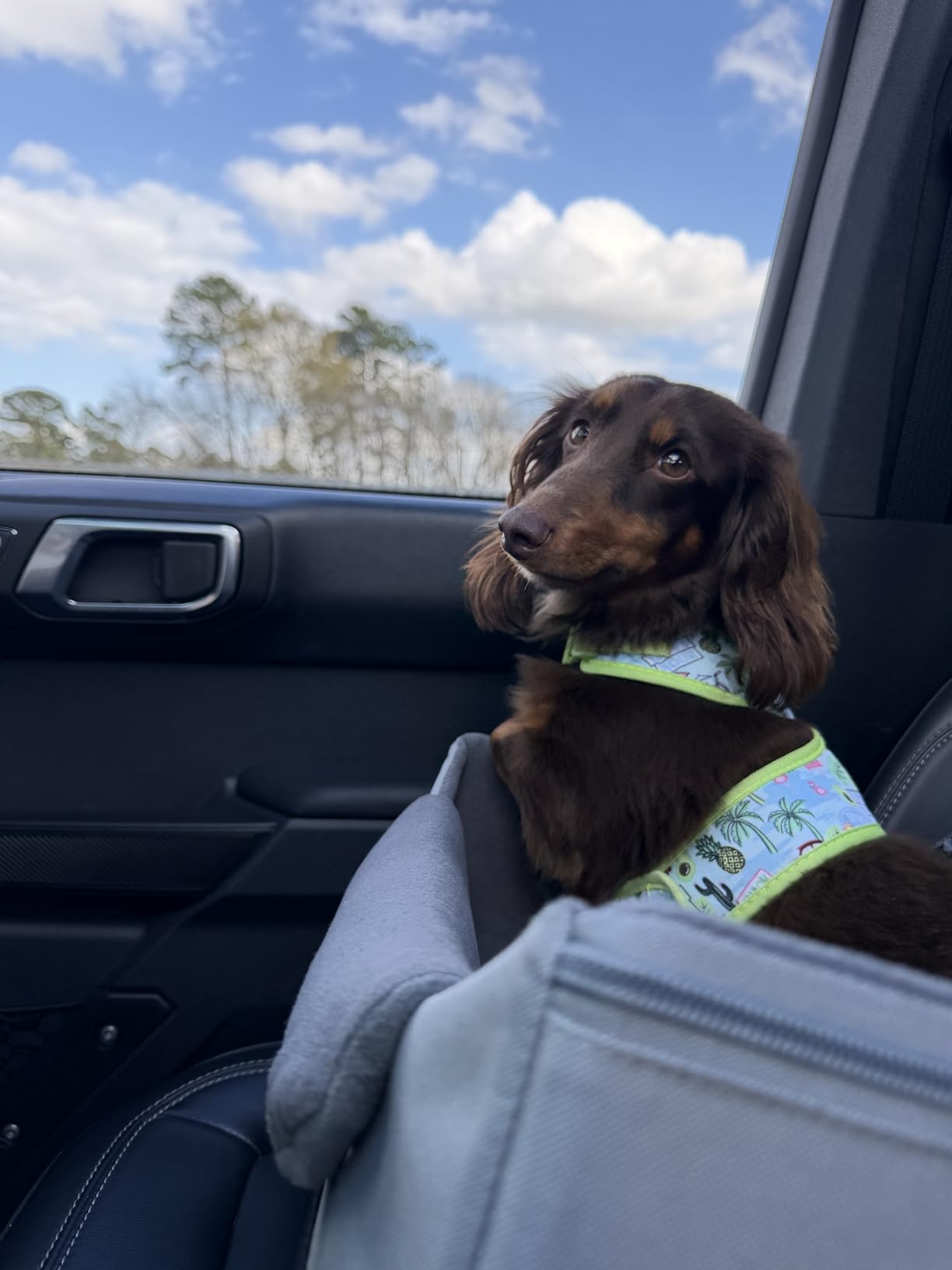 A 4 Pet Dog Car Seats for Small Dogs Under 25lbs - Safety Travel Booster Seat with Patent Buckles, Adjustable Leash - Reduces Anxiety & Road Trips - Frame Support for Cars, SUV, Pickup customer photo 2