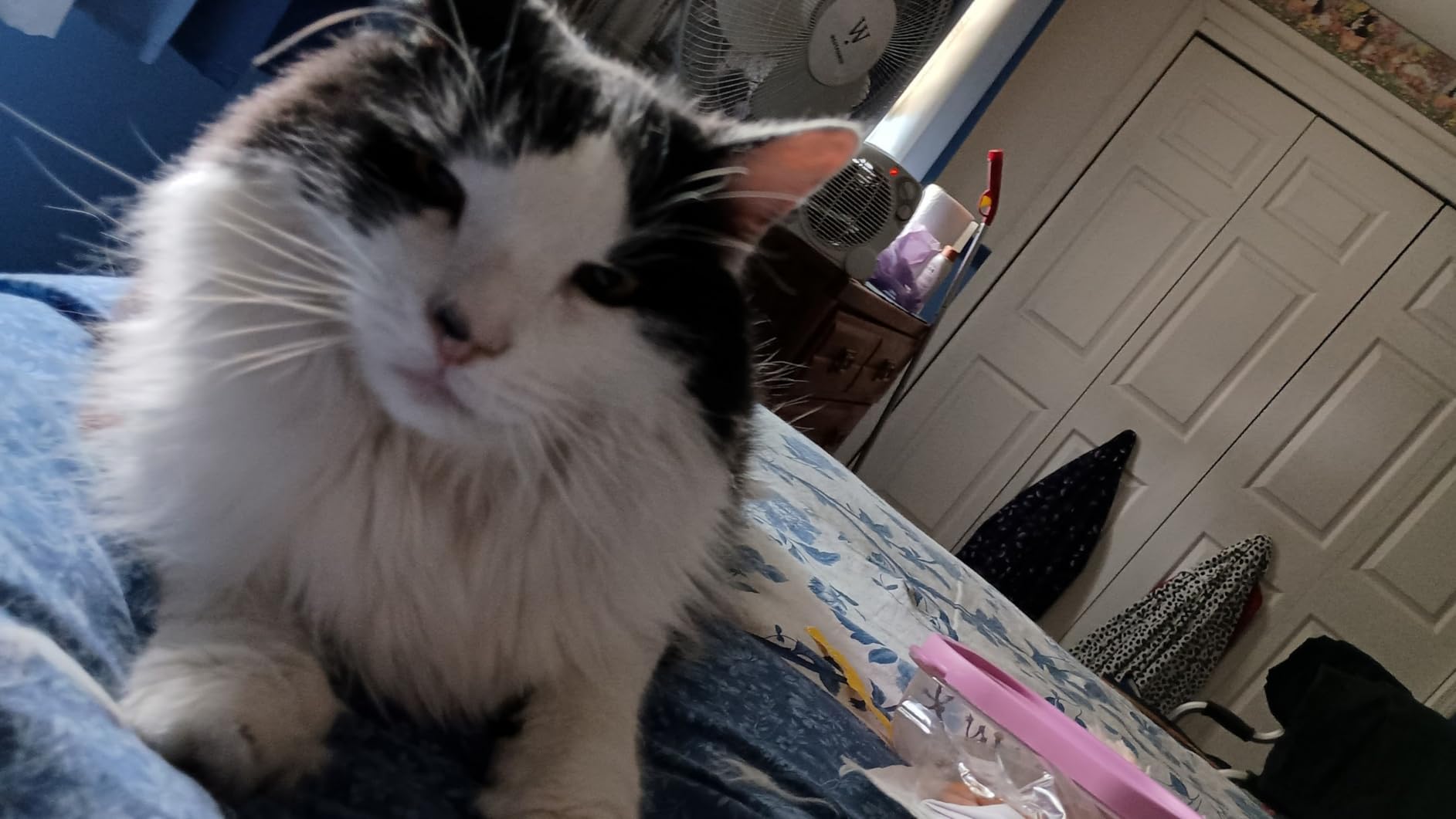 Pet Hair Handheld Vacuum Cordless: 20000PA High Power Car Vacuum with Motorized Brush and LED Light, Rechargeable Hand Held Vacuum Cleaner with Reusable Filter for Car, Home, Office & Pet, Purple customer photo 2