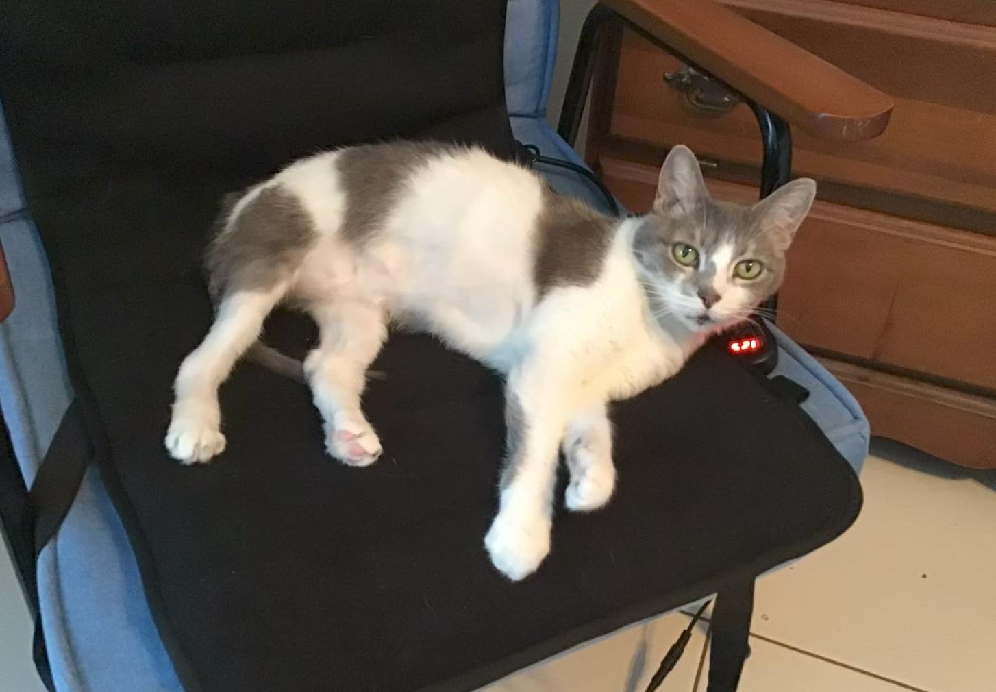 Heated Seat Cushion for Office - 12V Chair Heating Pad - Thick Seat Warmer with 7 Temp Levels & 12H Timer - Fast Heated Cover for Back, Hips Etc. Gift Packaging (Black) customer photo 1