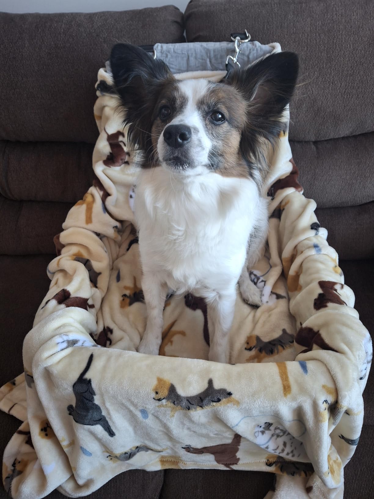 PETSFIT Dog Booster Car Seat for Small/Medium Dogs Up to 35 lbs - Patented Safety System, 6